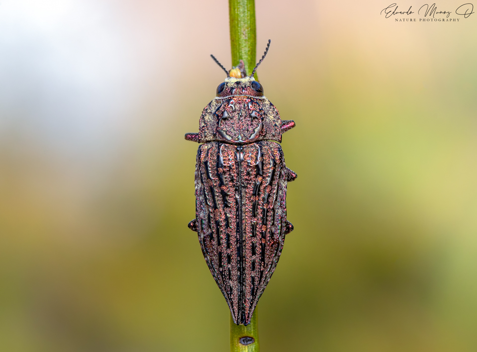 Escarabajo joya - Ectinogonia oscuripennis 2