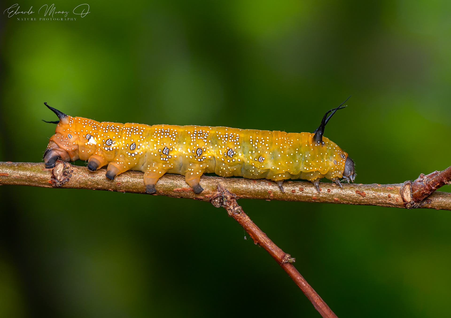 Oruga del corcolén - Edmondsia sypnoides 21