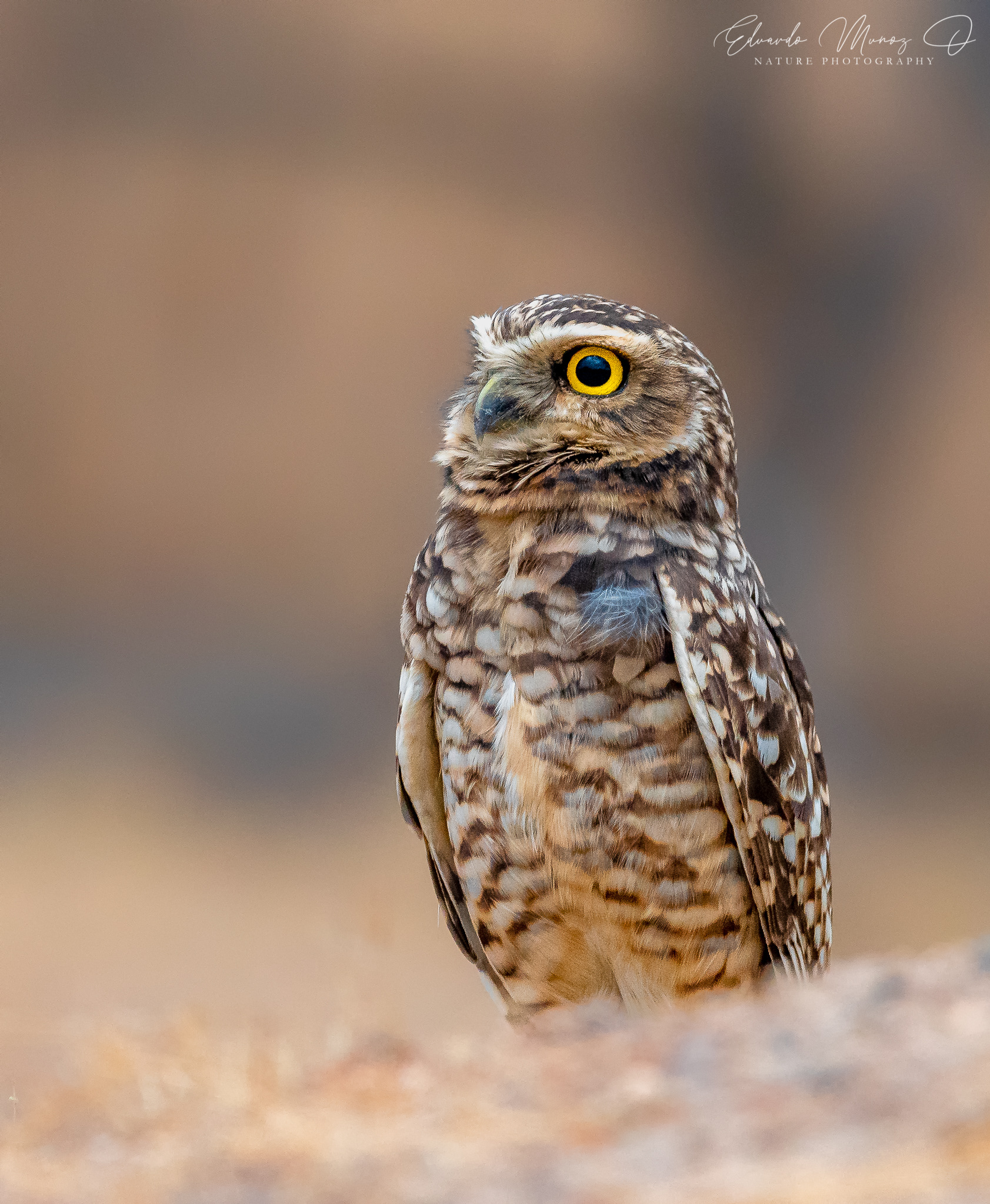Pequén - Athene cunicularia 3