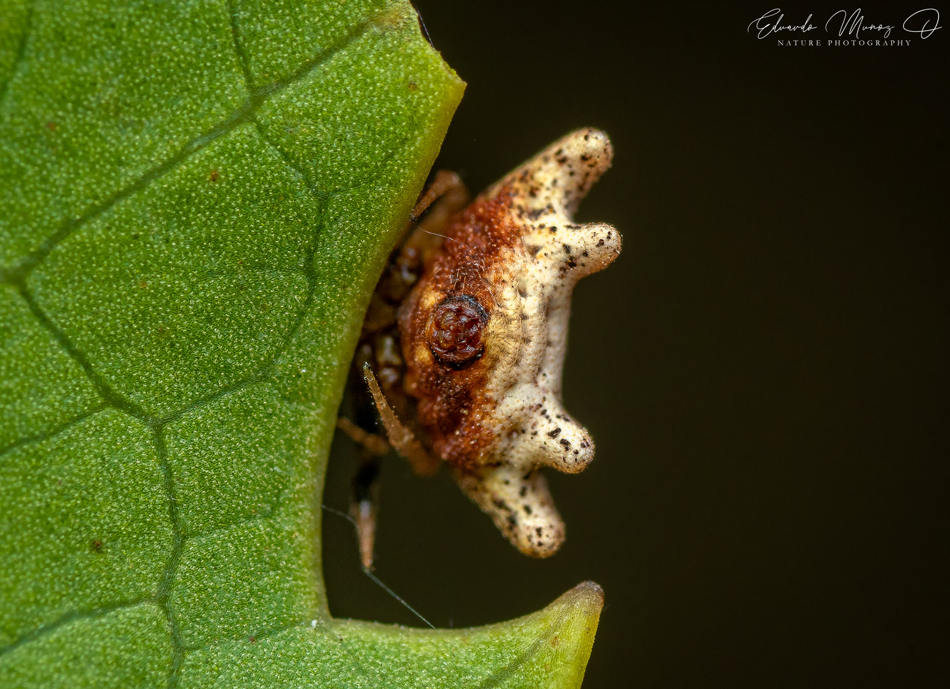 Araña nativa - Phoroncidia sp. 3