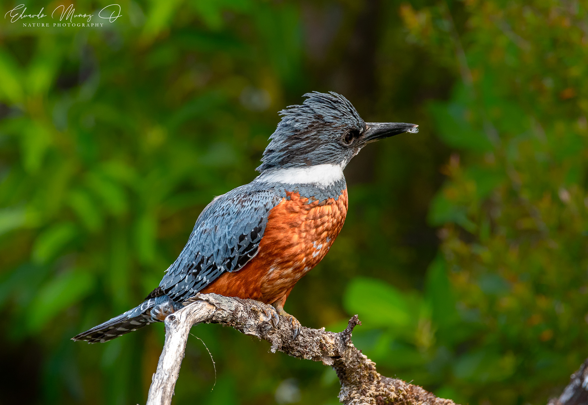 Martin pescador - Megaceryle torquata 10