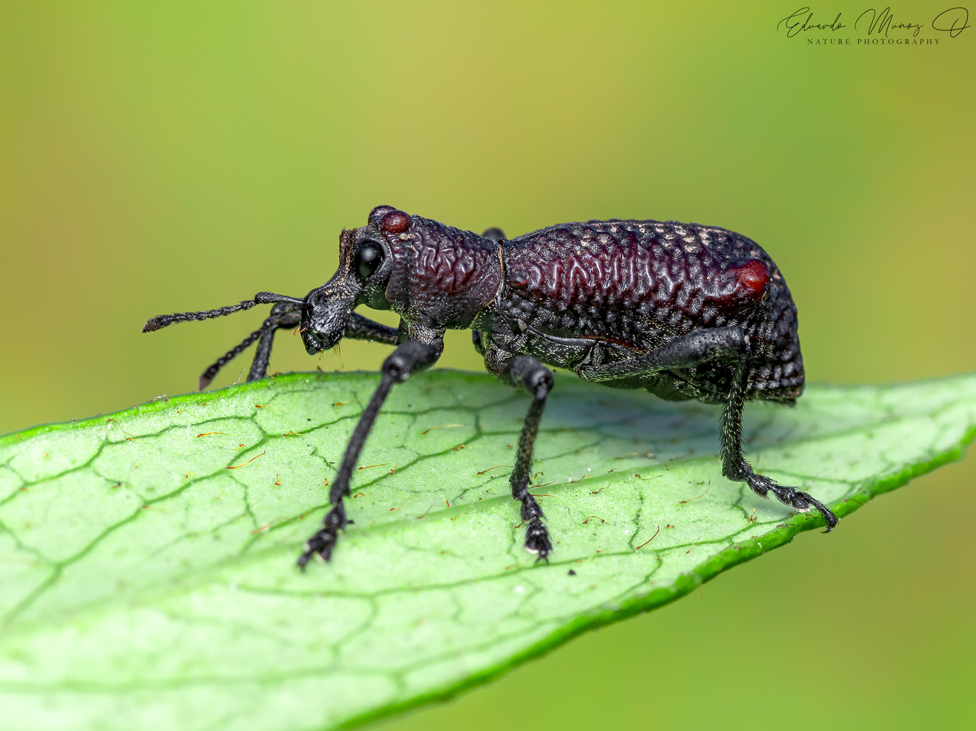 Caballito - Aegorhinus bulbifer 1