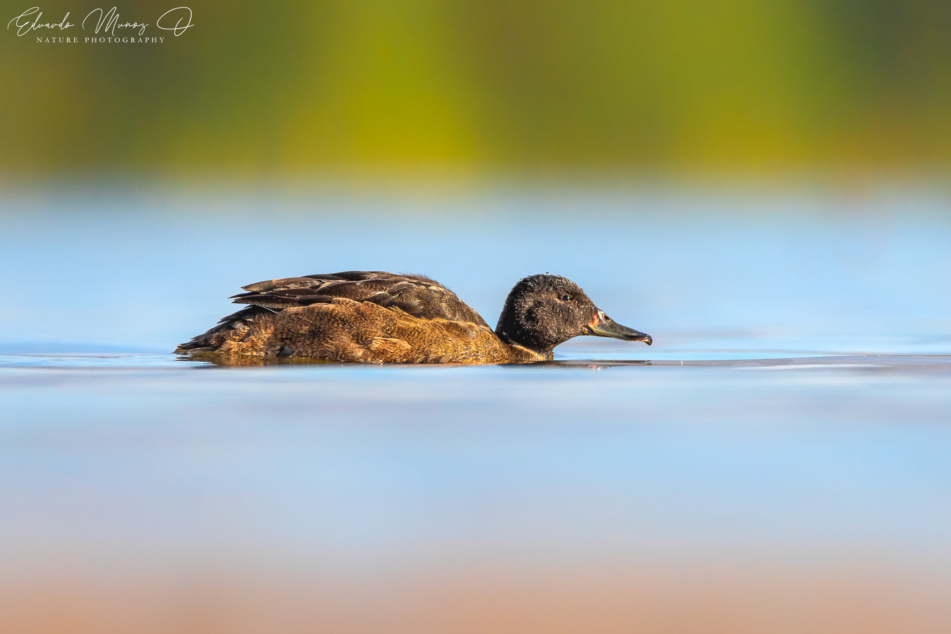 Pato rinconero - Heteronetta atricapilla 5