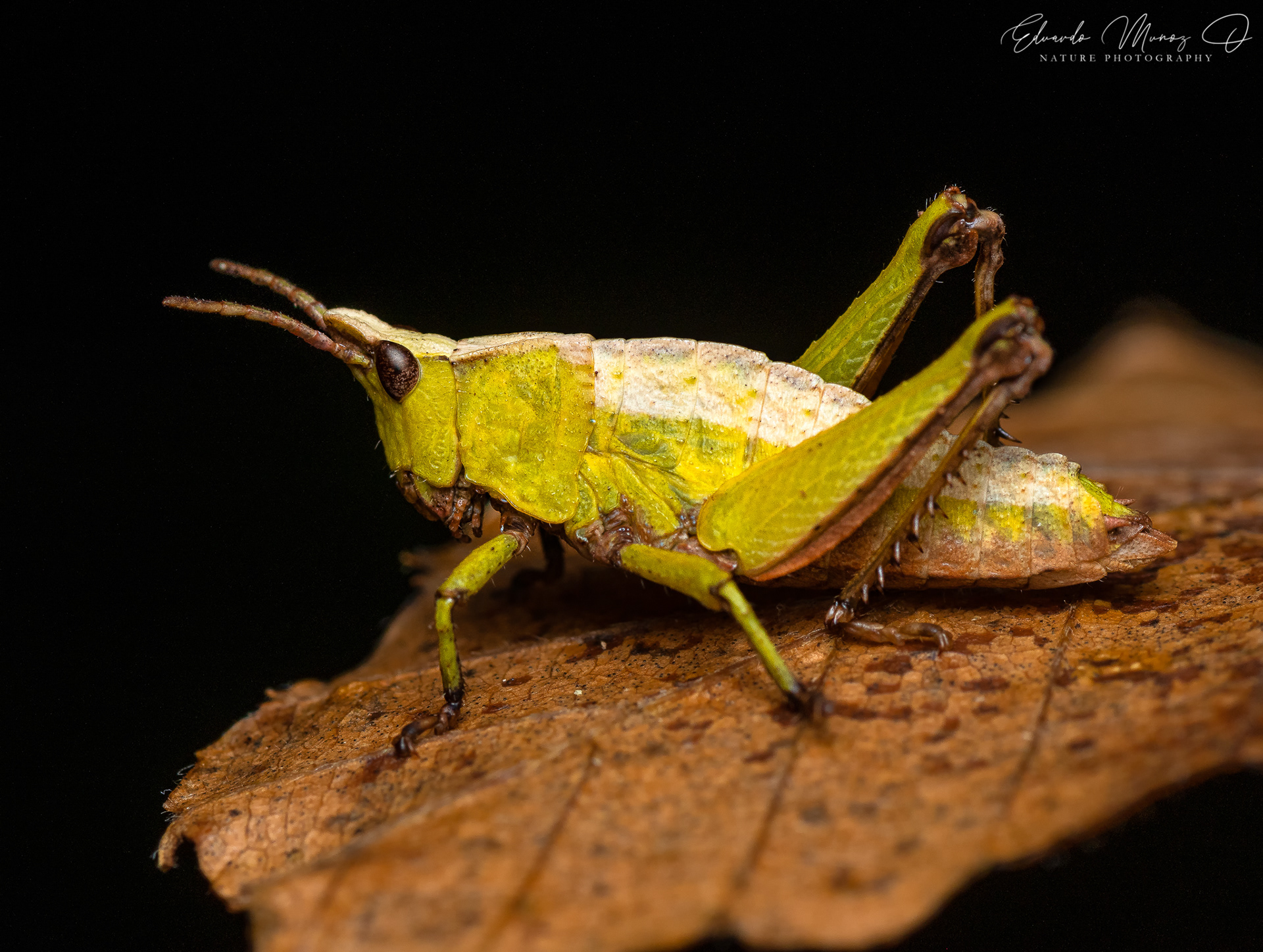 Saltamontes hoja 2
