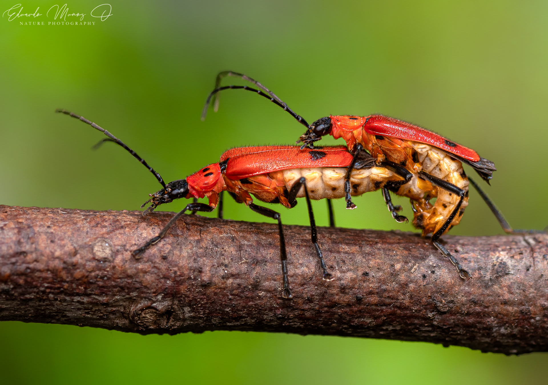 Escarabajos rojos - Chauliognathus militaris 2