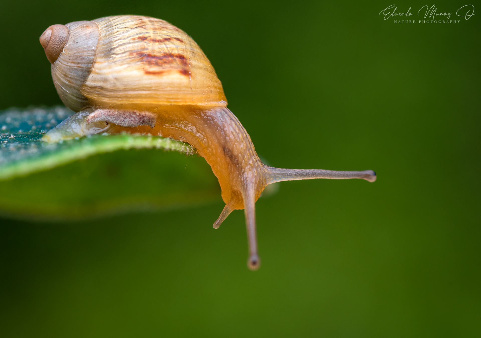 Caracol nativo - Plectostylus sp. 2