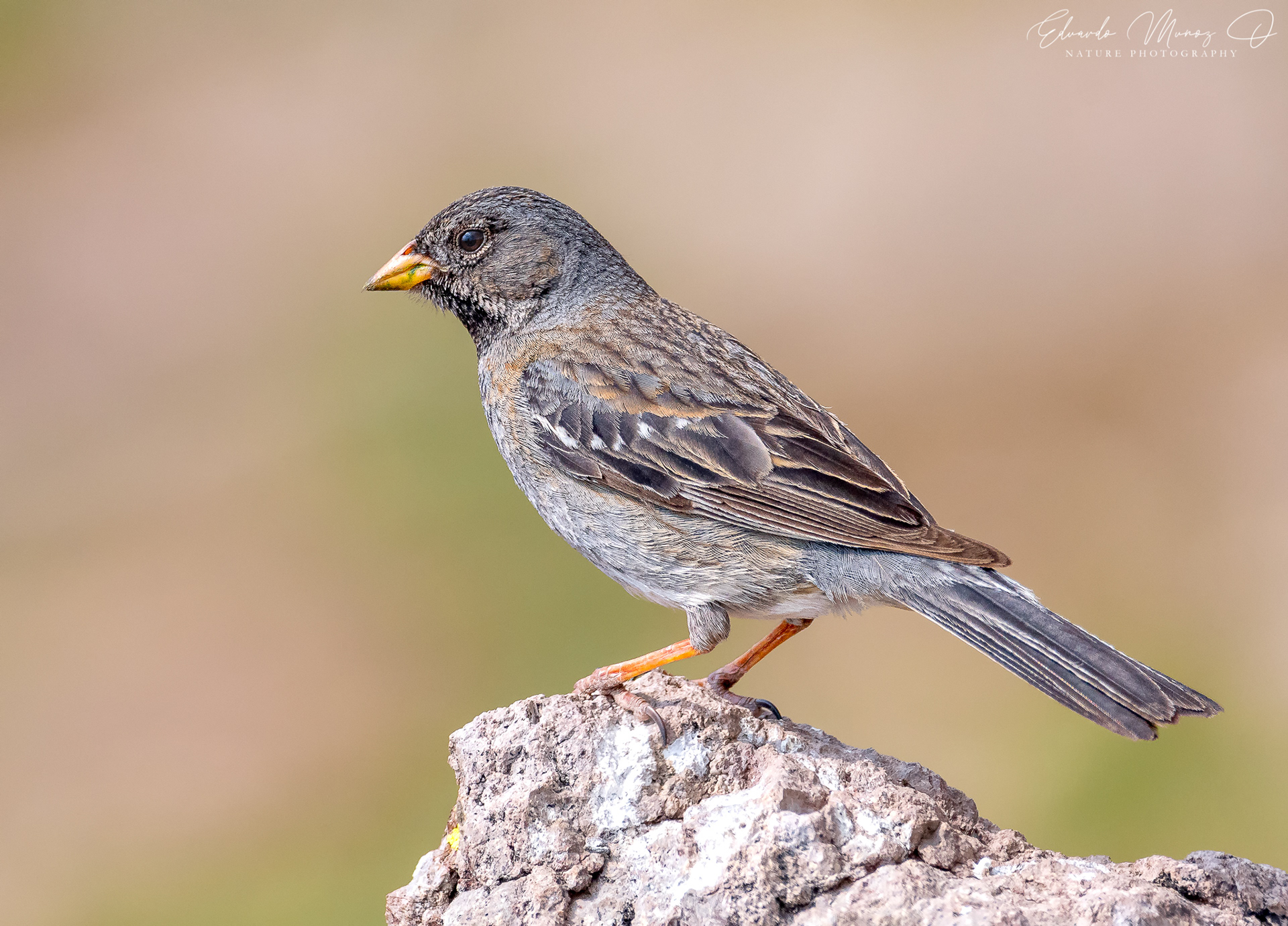 Yal - Rhopospina fruticeti 5