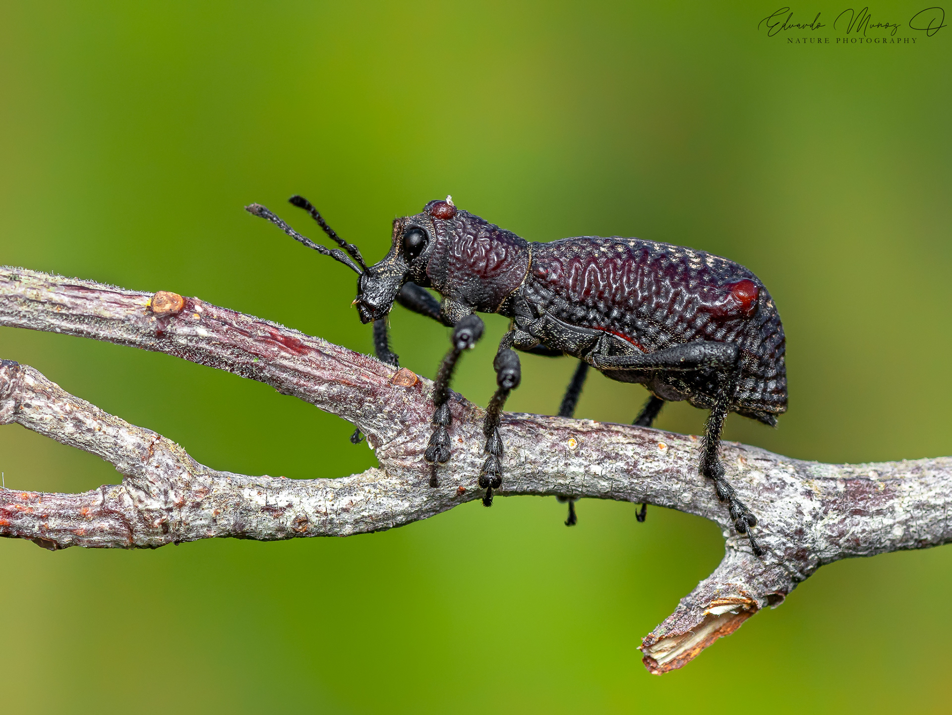 Caballito - Aegorhinus bulbifer 6