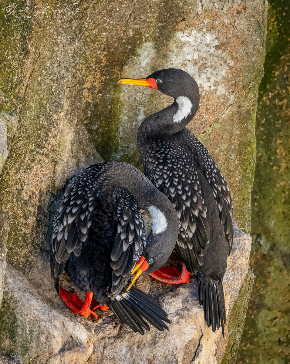 Cormoran lile - Phalacrocorax gaimardi 4
