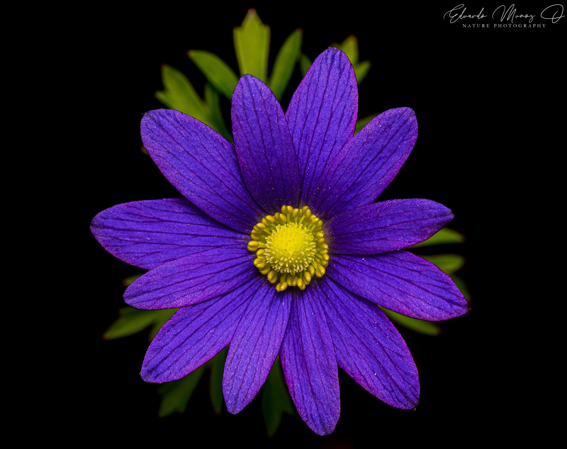 Anemone decapetala 1
