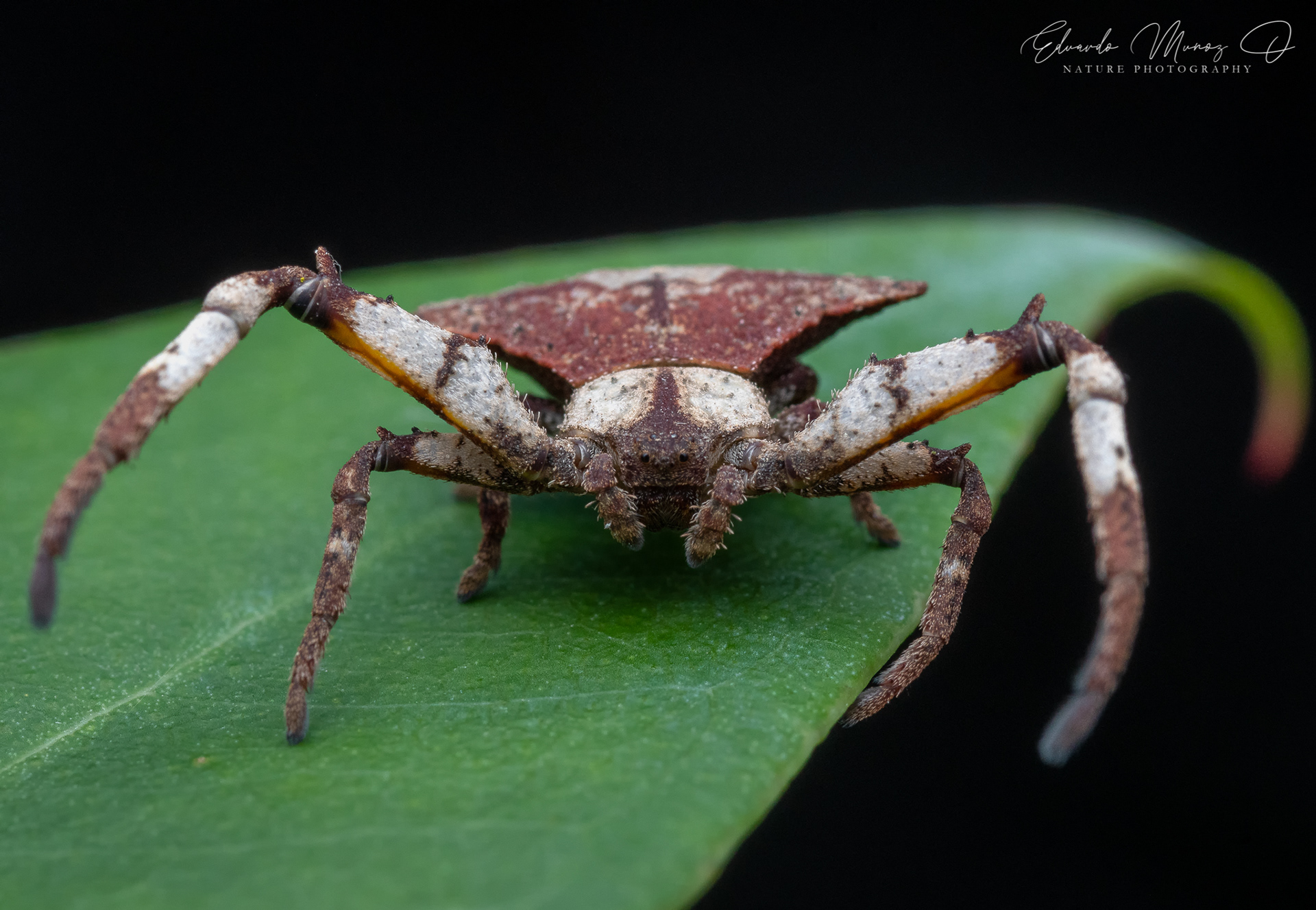 Araña hoja seca roja - Coenypha edwardsi 1