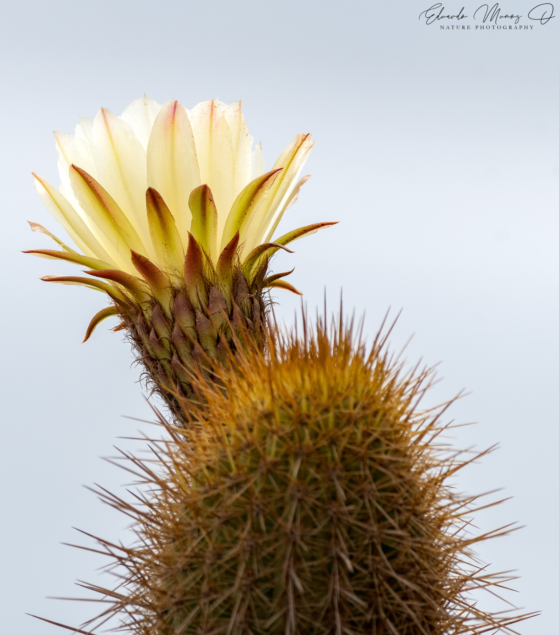 Quisco de los acantilados - Echinopsis bolligeriana