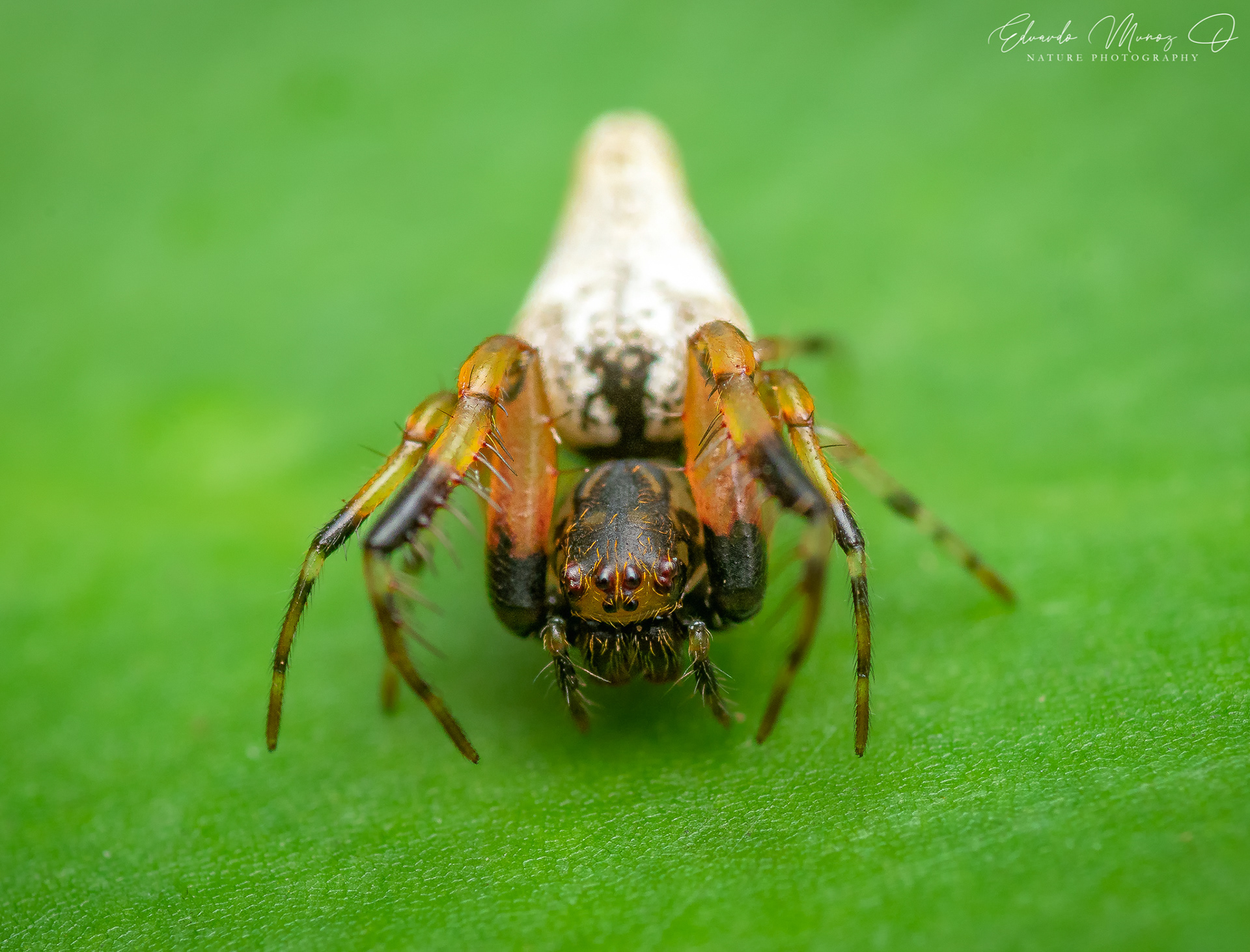Araña nativa - Oarces reticulatus 7