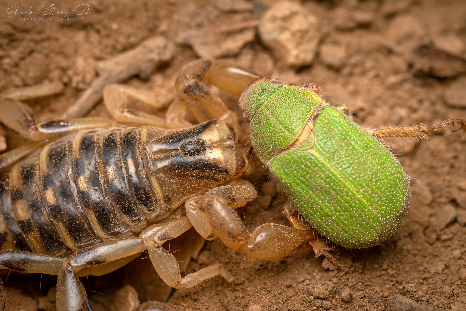Ecorpion y San Juan - Brachistosternus sp. 10