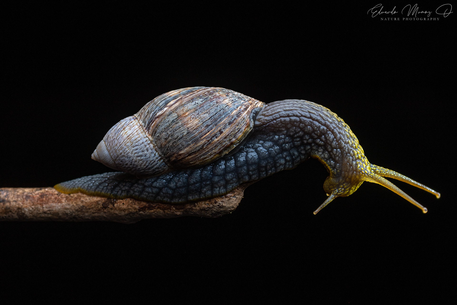 Caracol abuelo - Plectostylus peruvianus 7