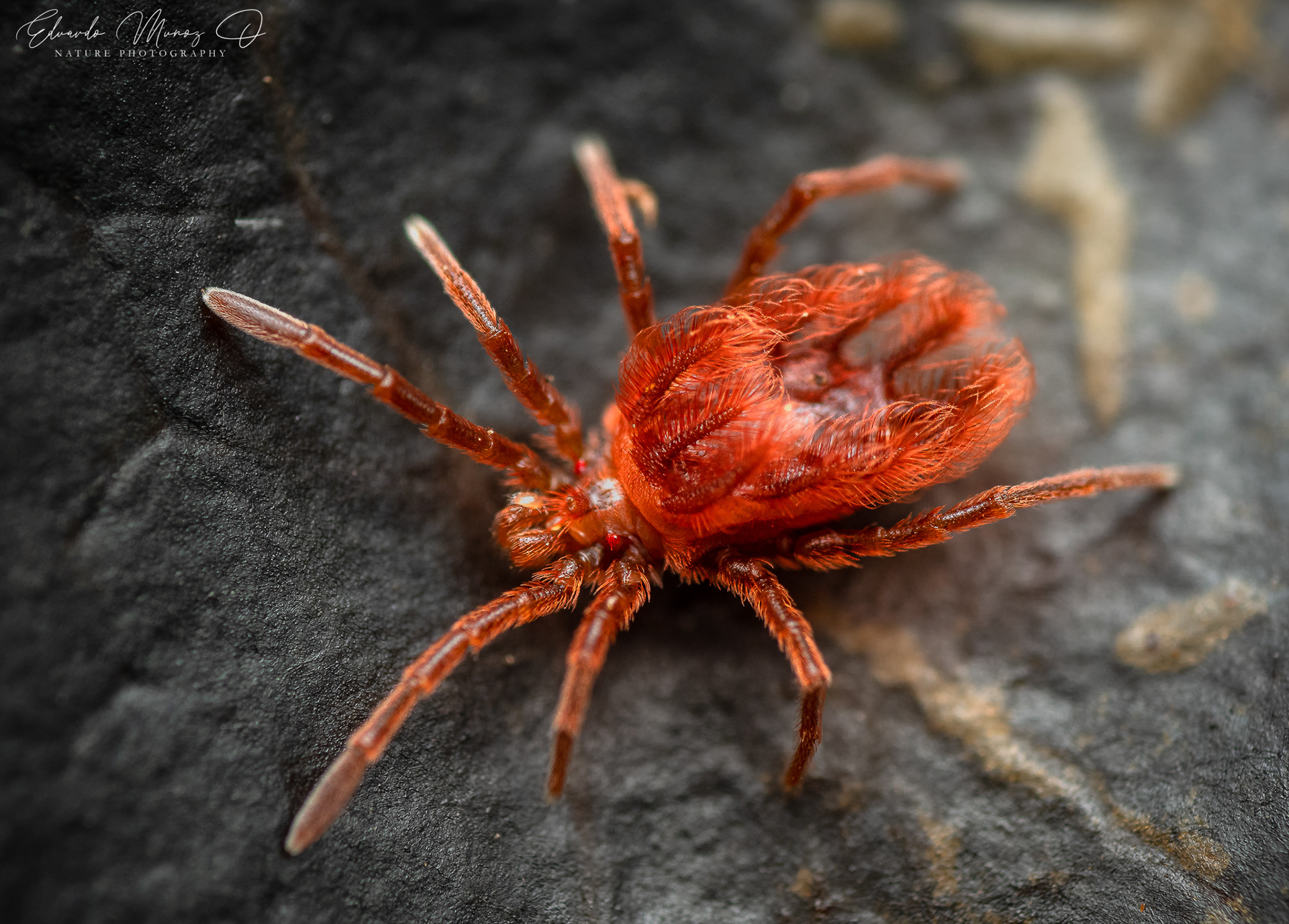 Acaro rojo