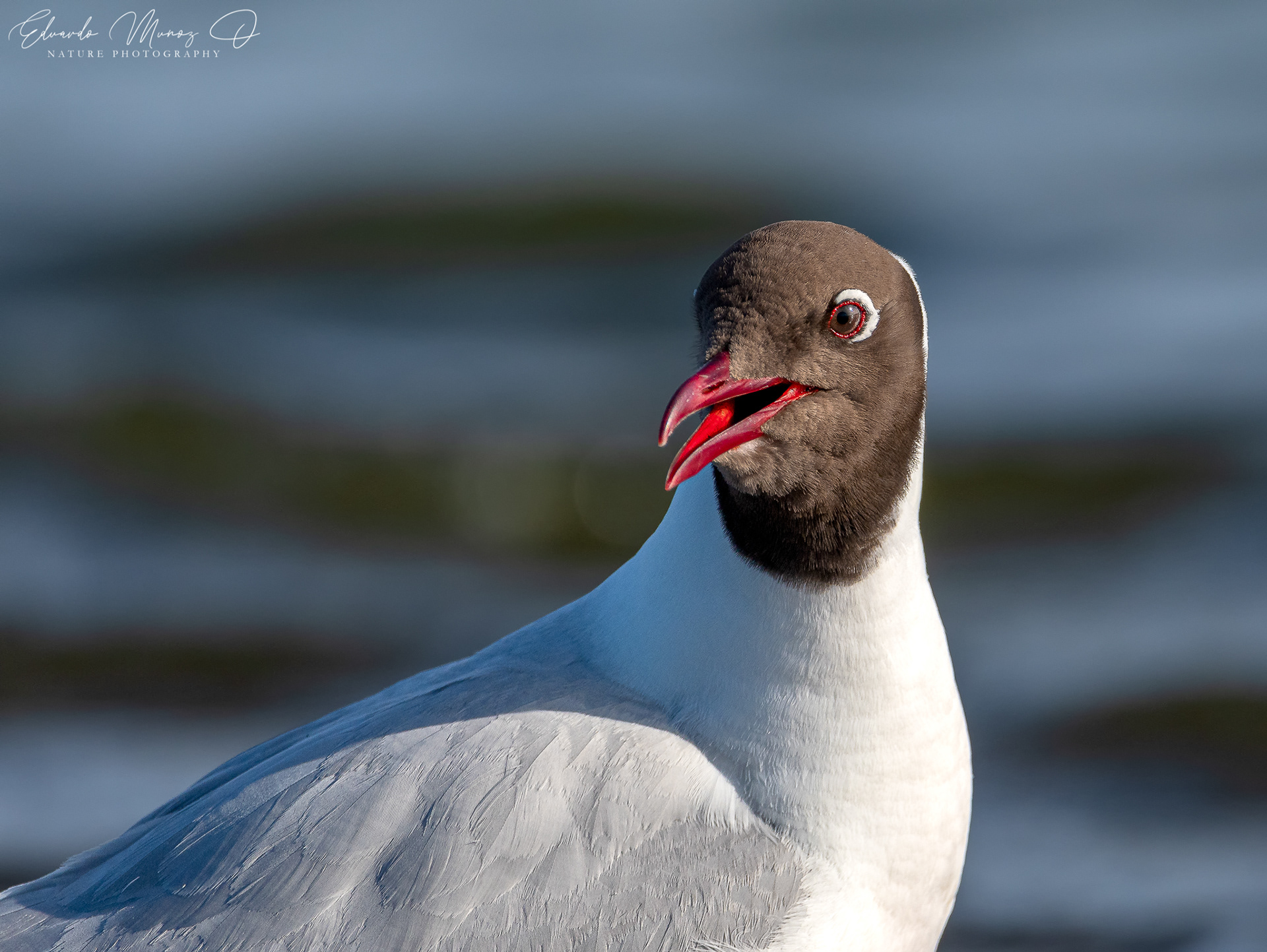 Gaviota cahuil - Chroicocephalus maculipennis 6