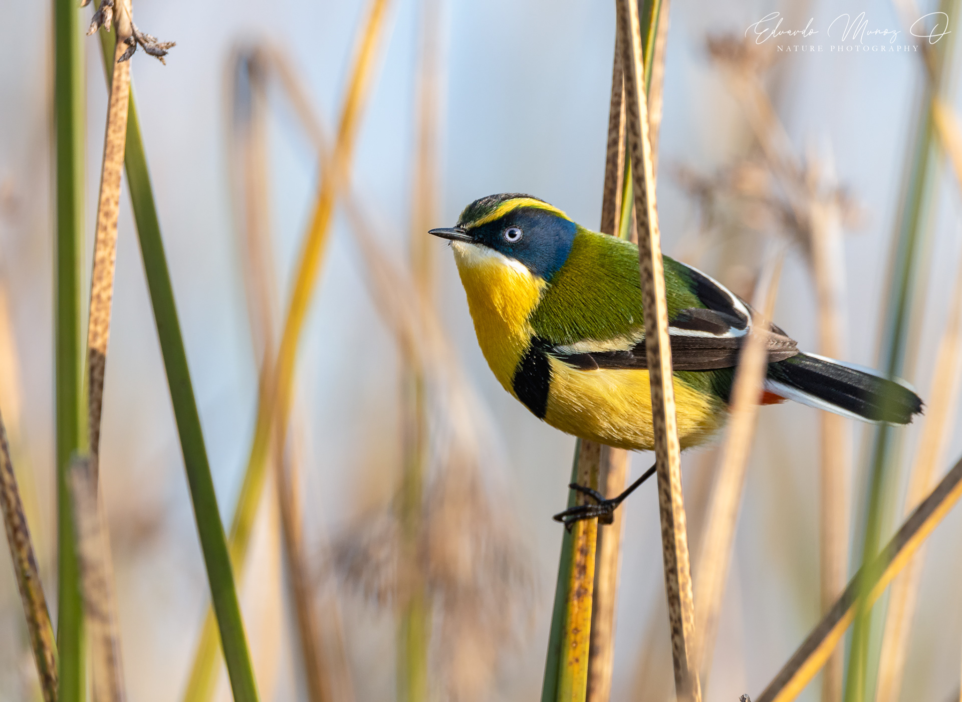 Siete colores -Tachuris rubrigastra 1