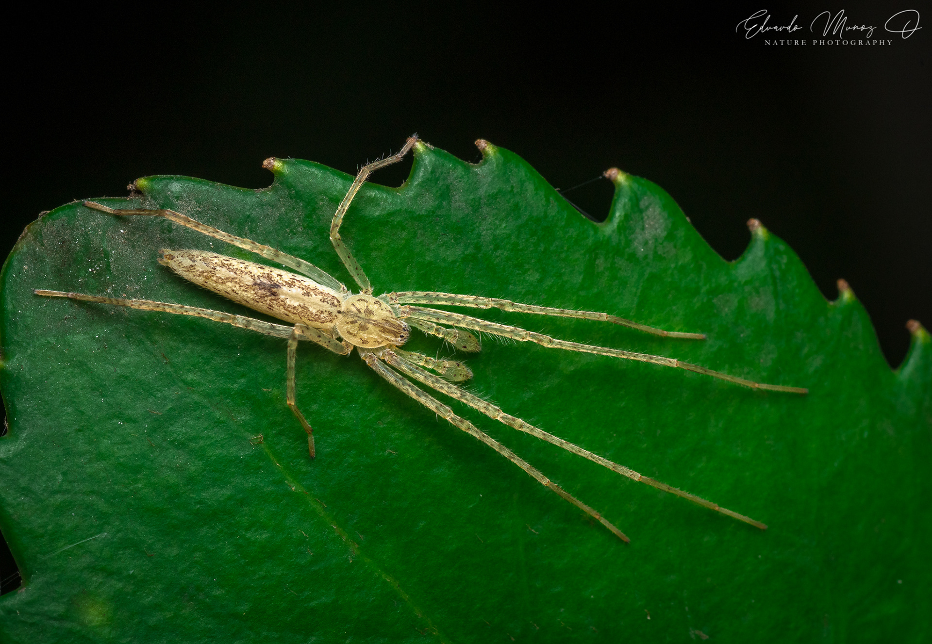 Araña fantasma - Oxysoma punctatum 1