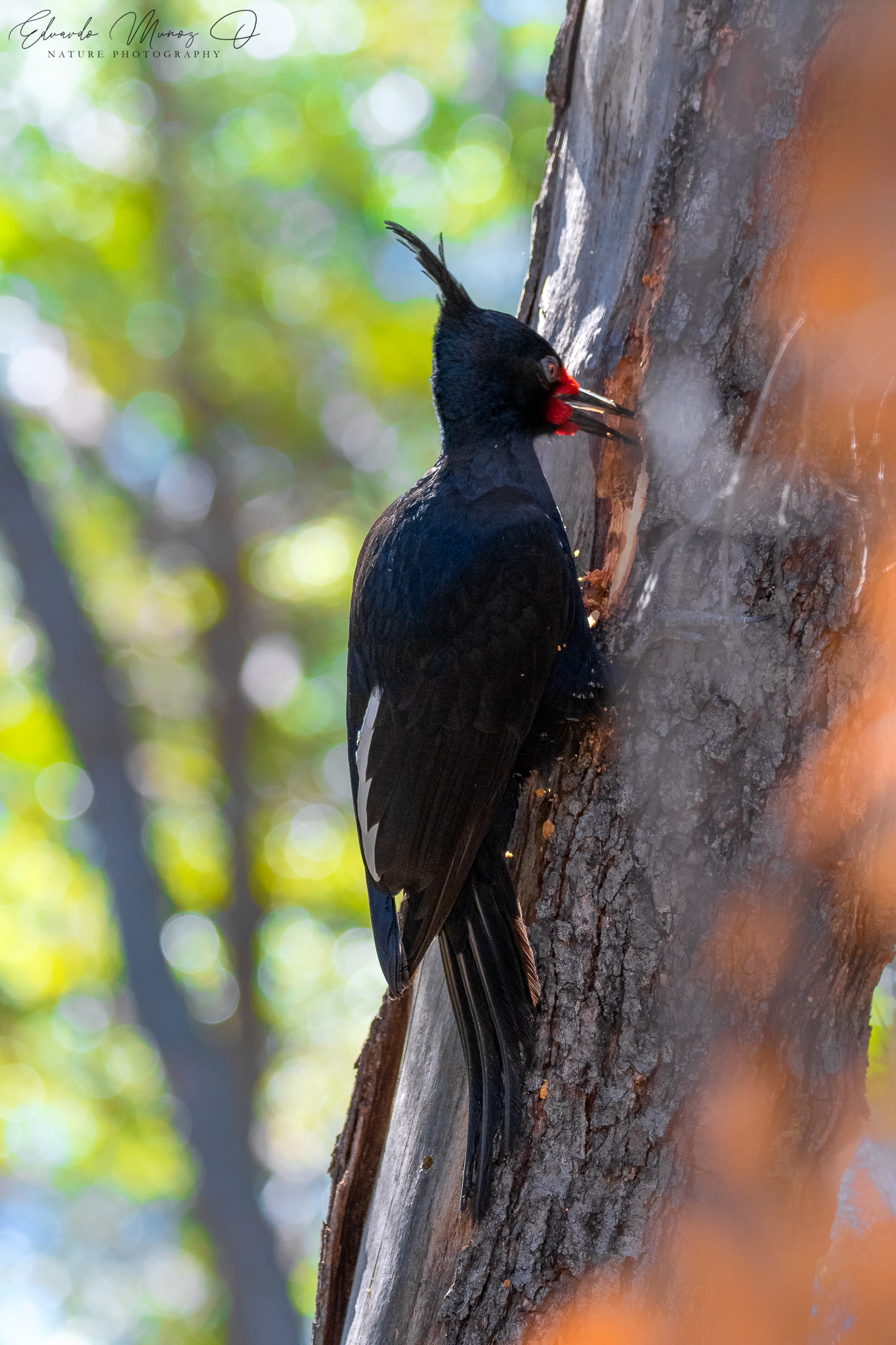 Carpintero negro - Campephilus magellanicus 5