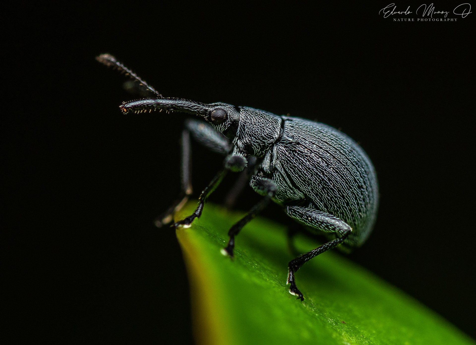 Burrito de trompa larga - Noterapion sp. 2