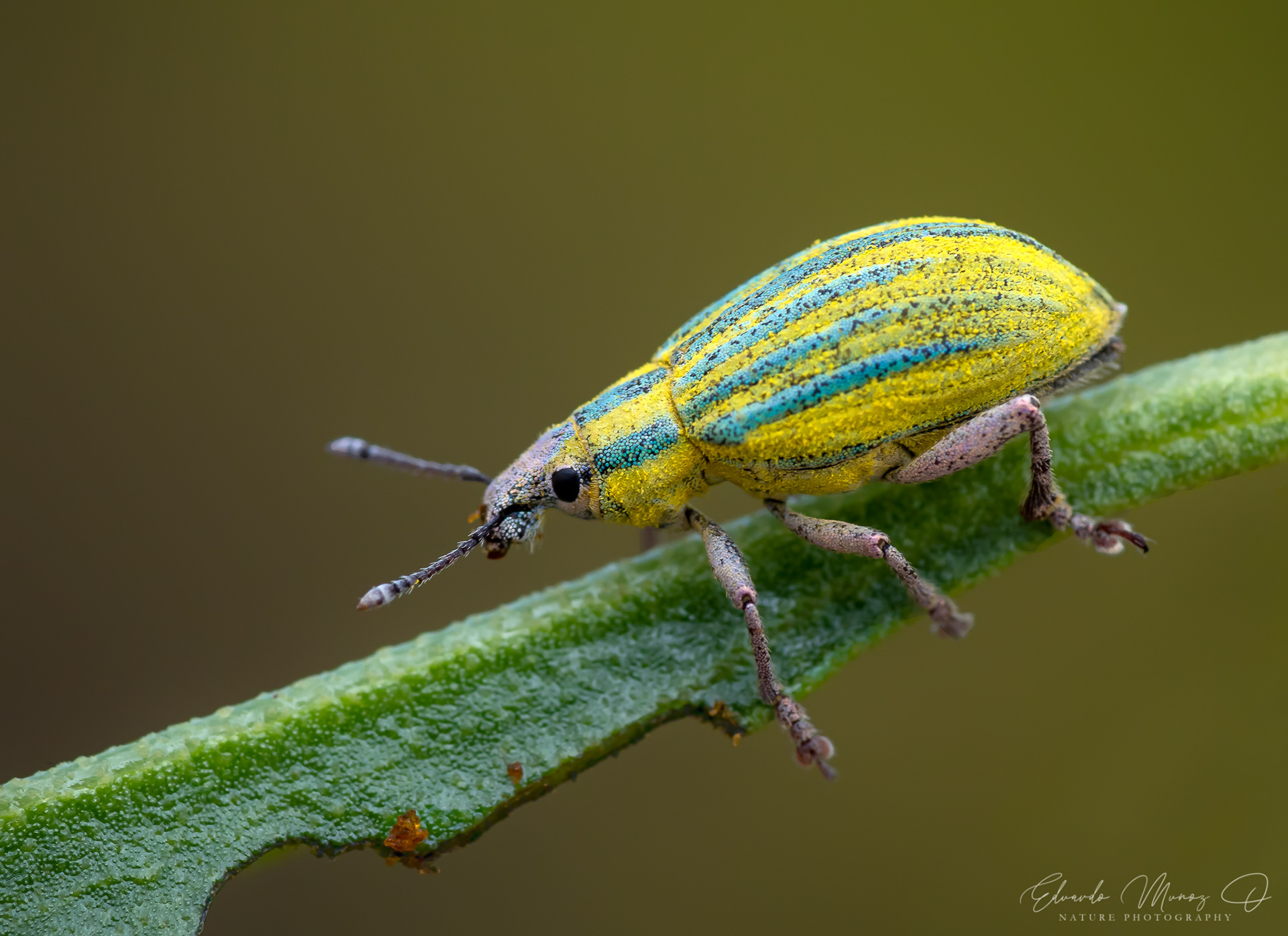 Burrito nativo - Platyaspistes glaucus