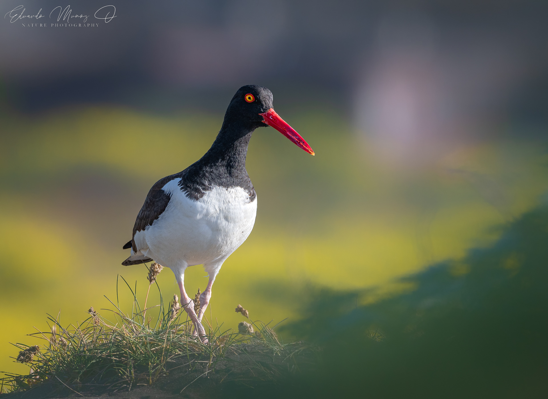 Pilpilén - Haematopus palliatus 1