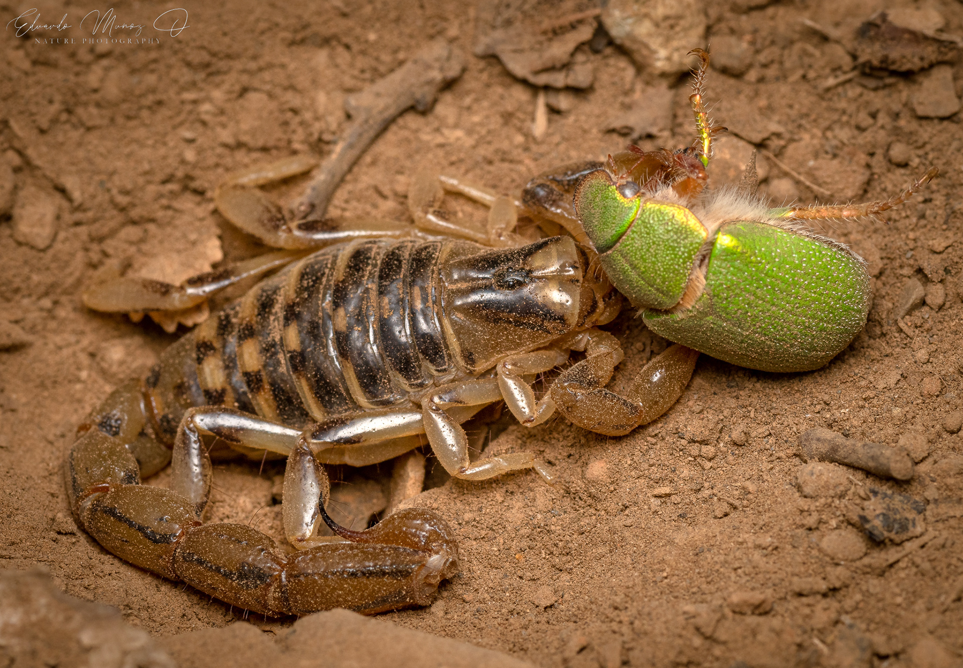 Ecorpion y San Juan - Brachistosternus sp. 9