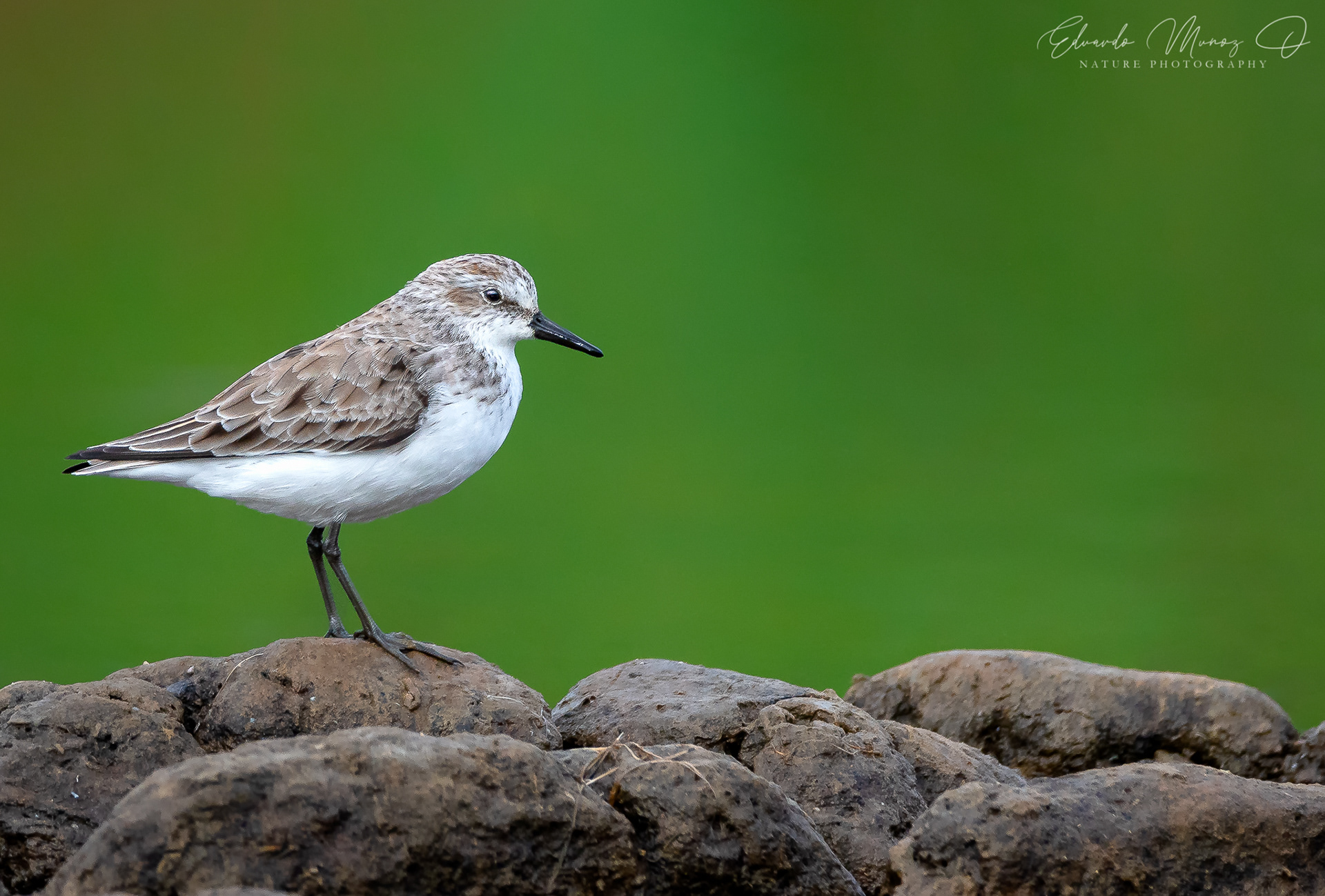 playero semipalmado - Calidris pusilla 2