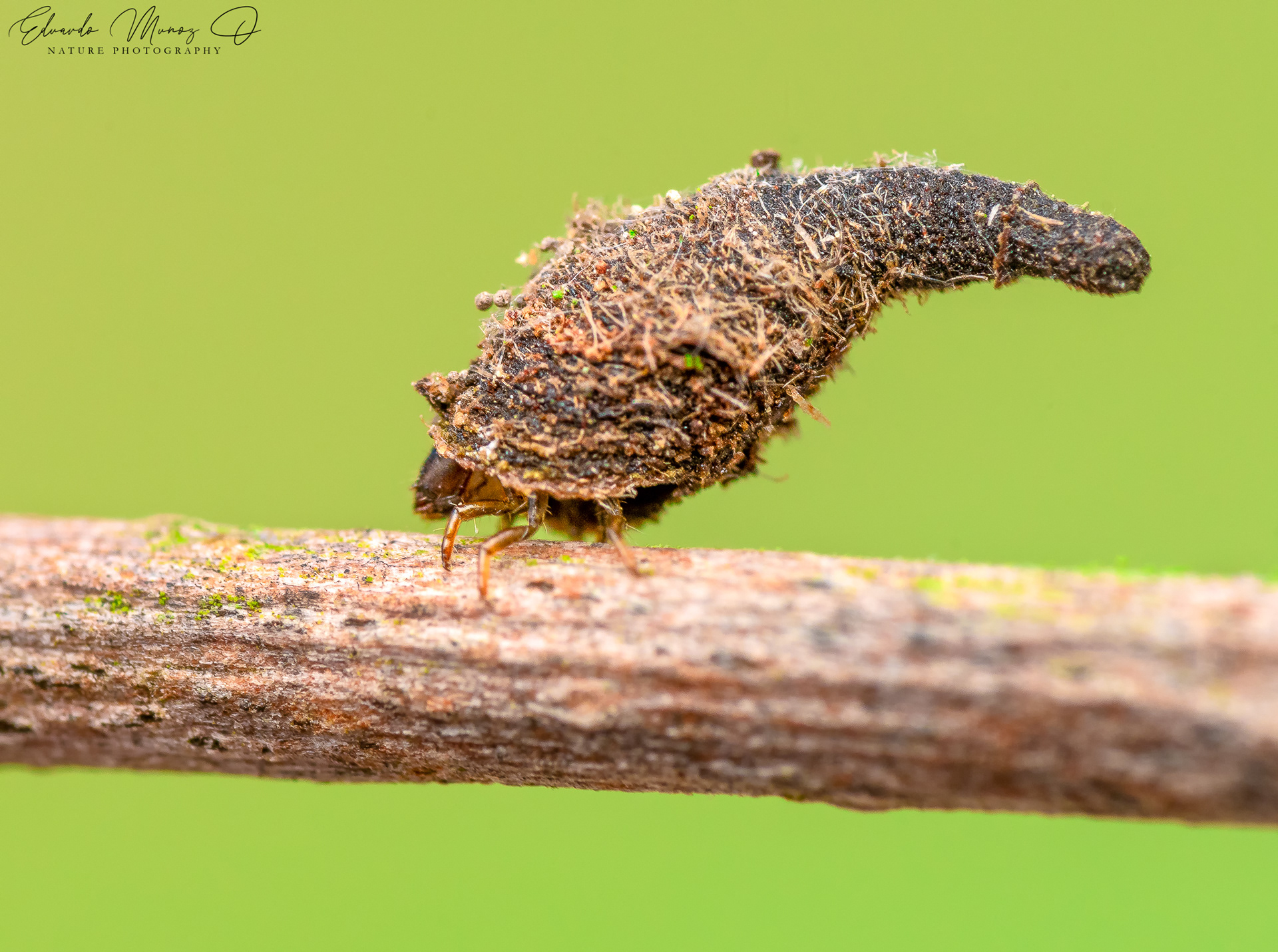 Insecto con sombrerito (basura) 3