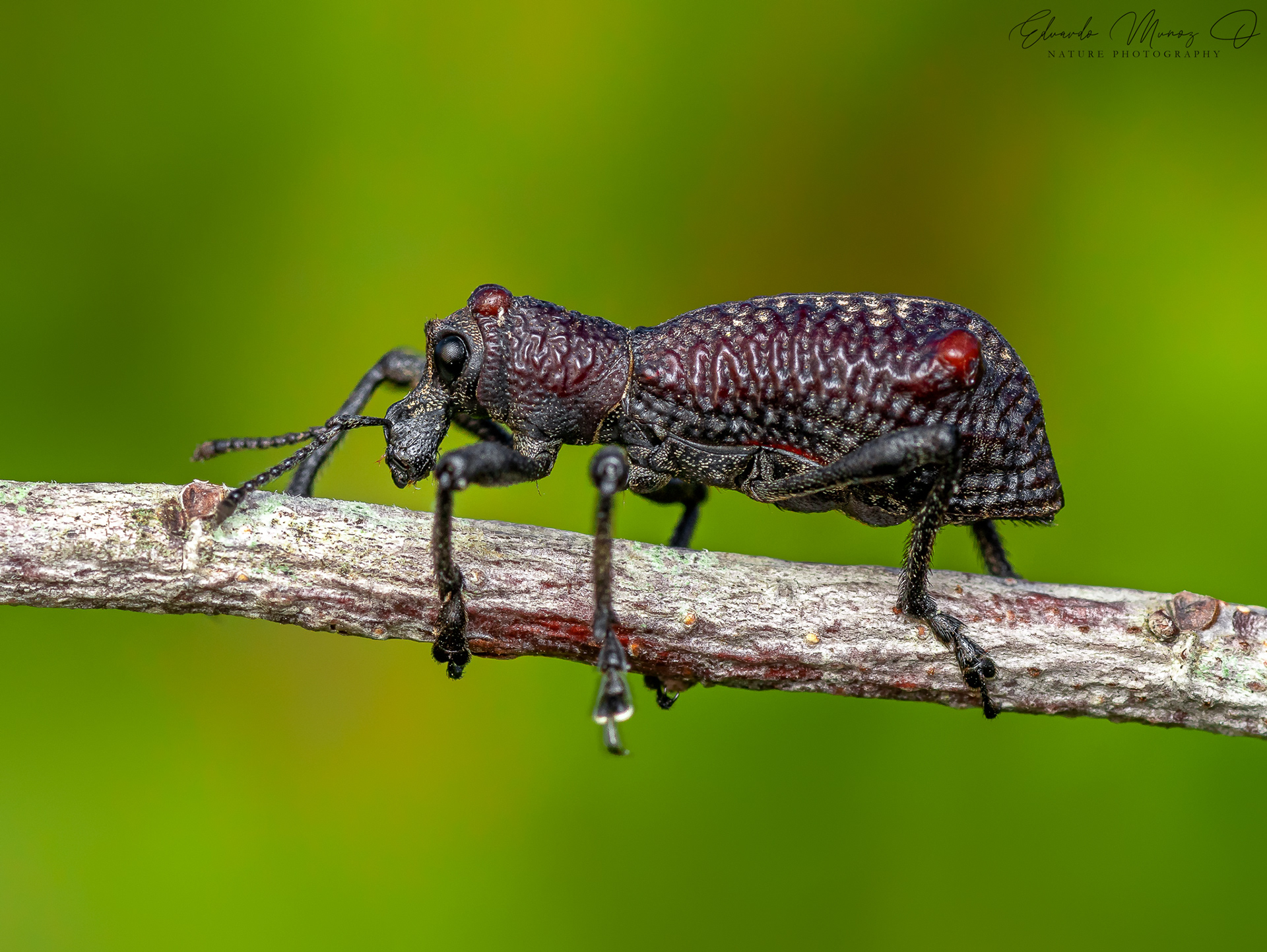Caballito - Aegorhinus bulbifer 4