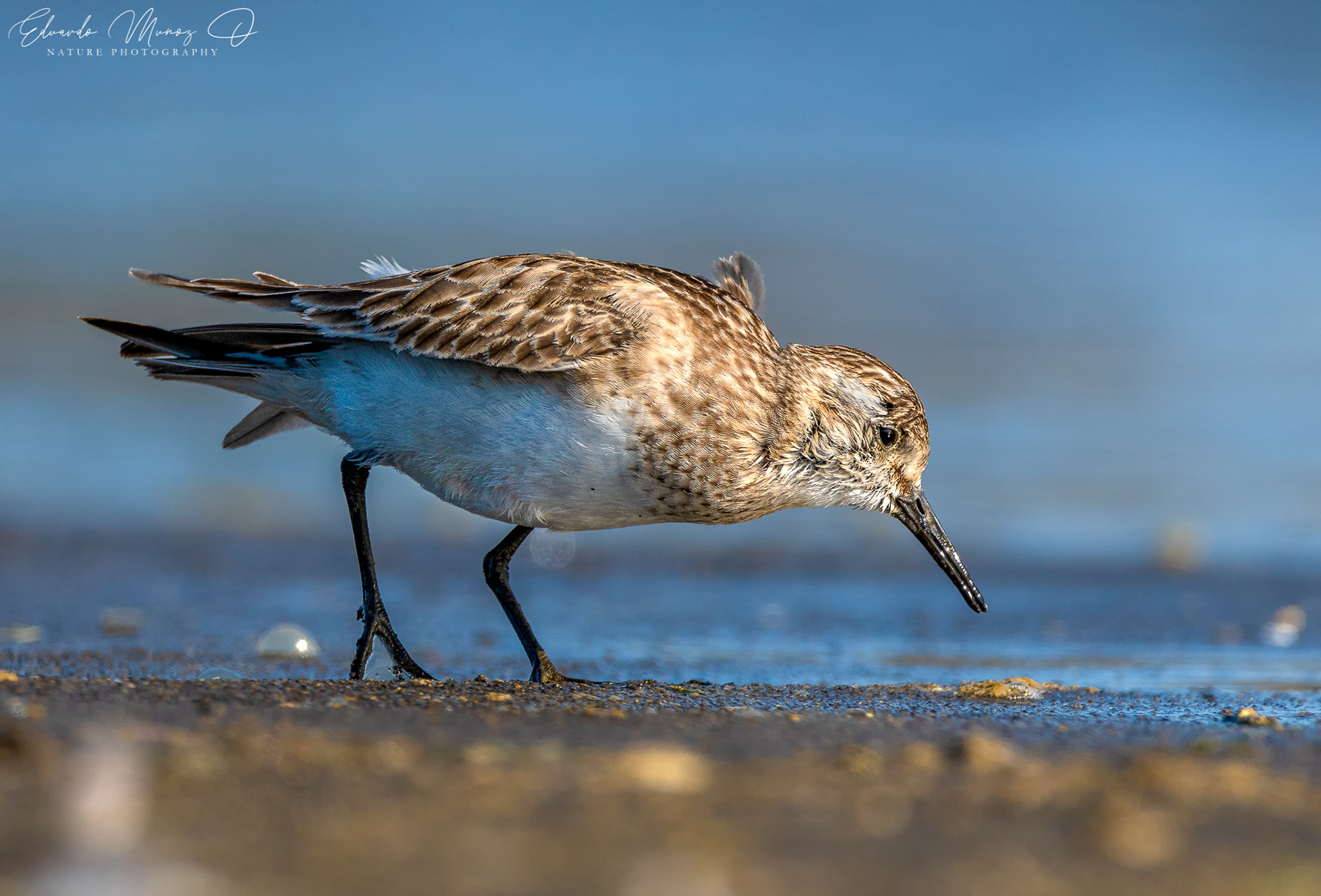 Playero de Baird - Calidris bairdii 1