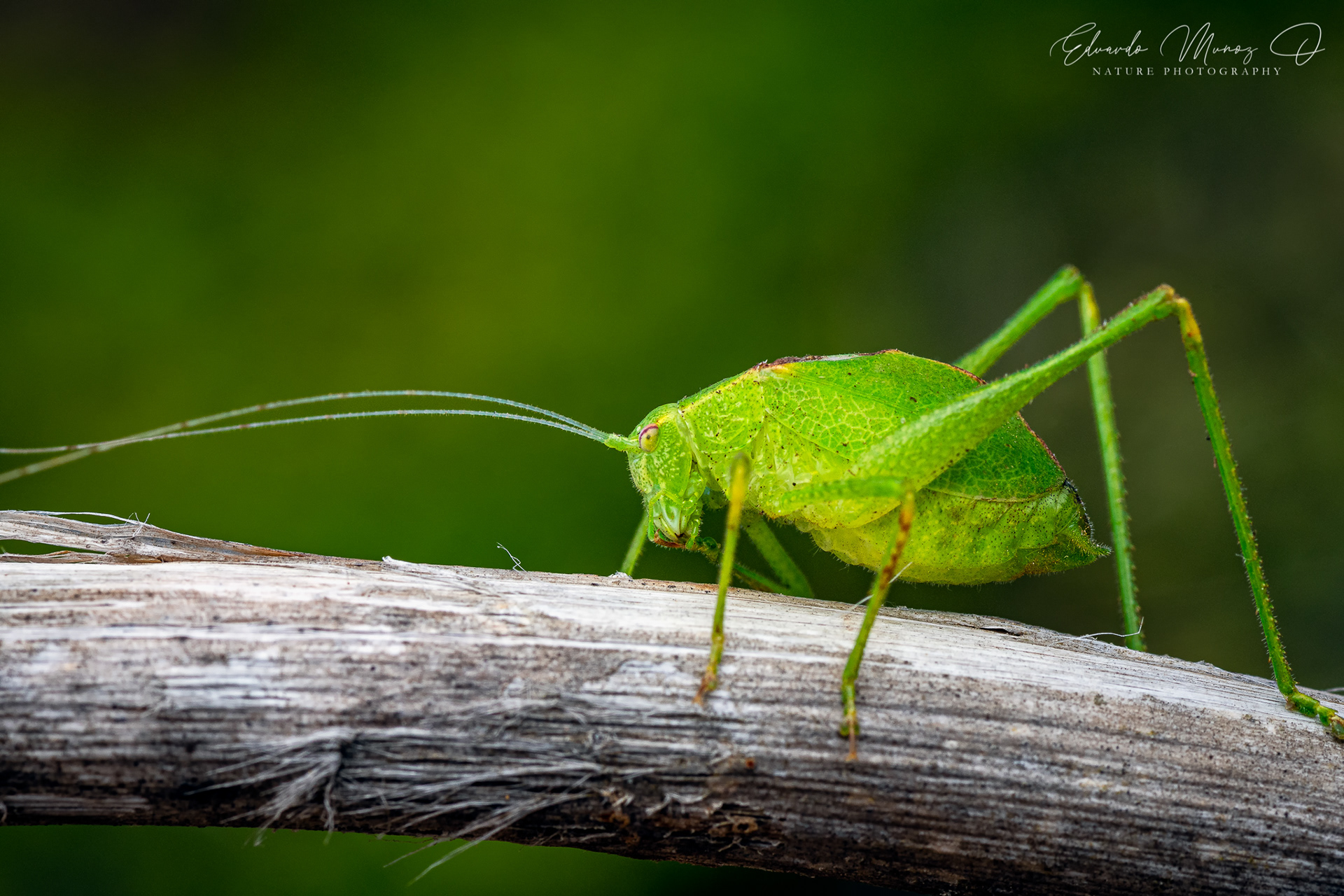 Saltamontes hoja verde
