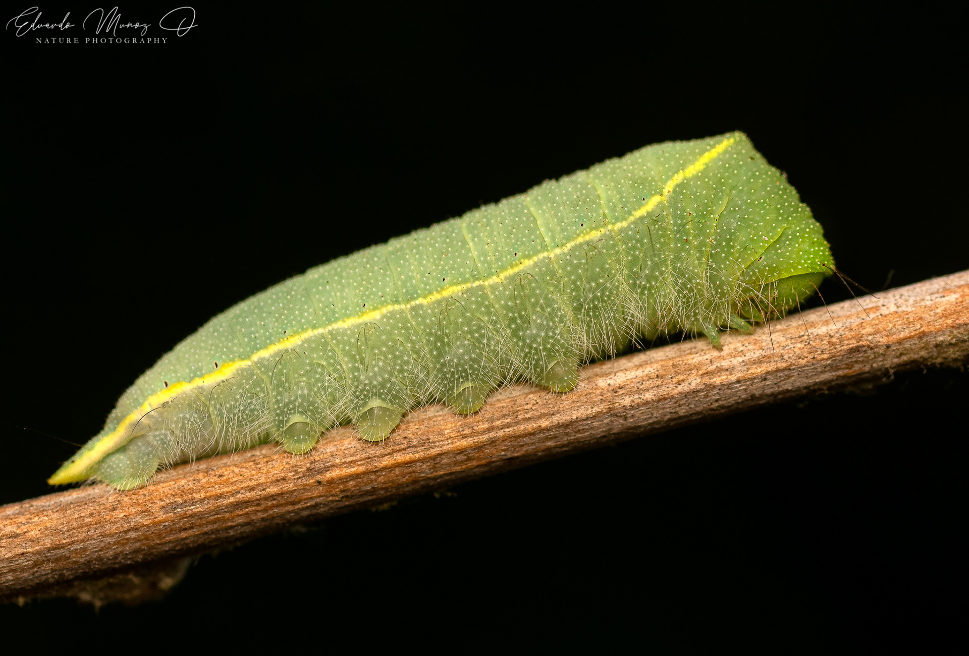 Oruga verde - Cercophana venusta 1