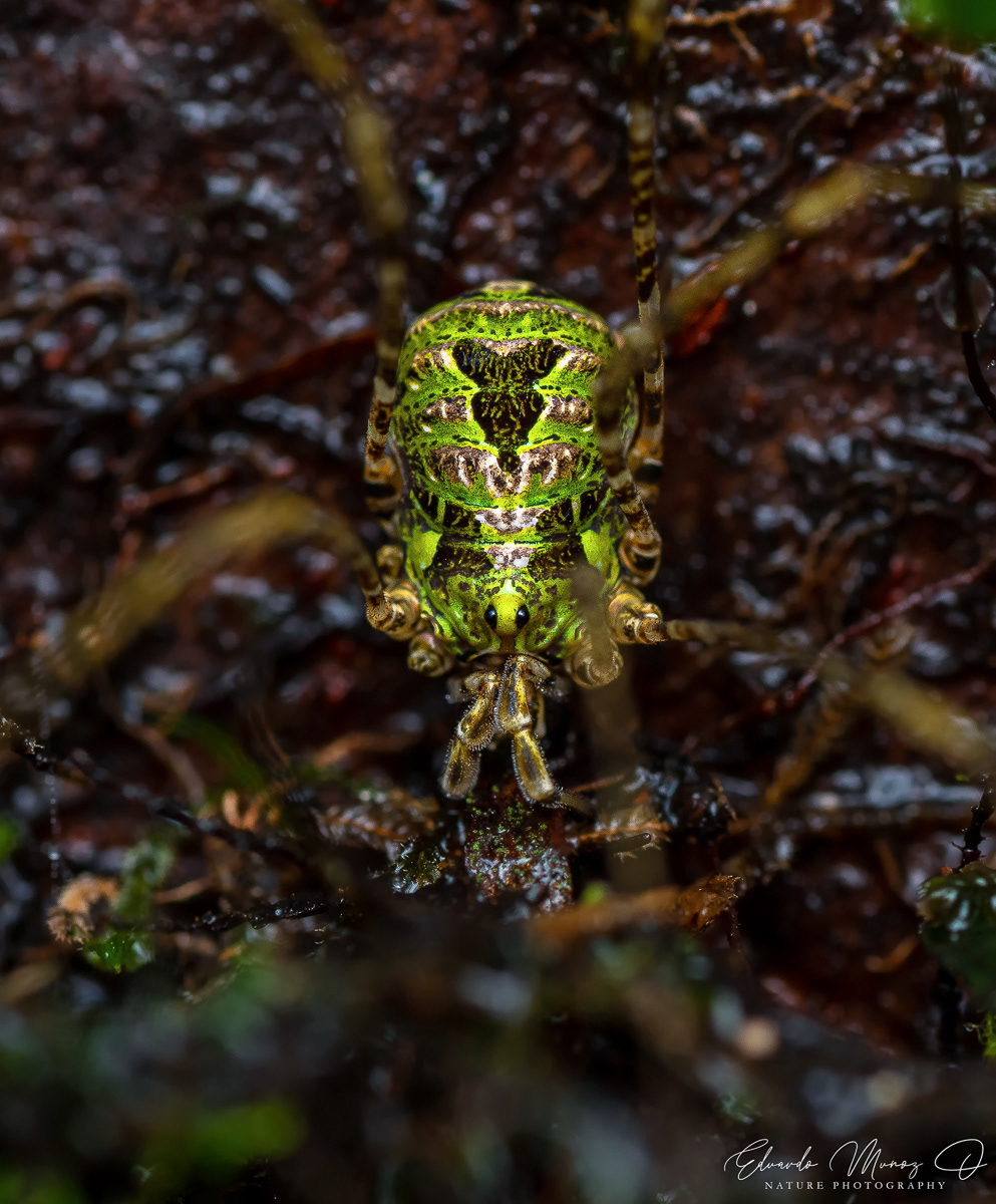 Opilion verde - Thrasychirus sp. 2