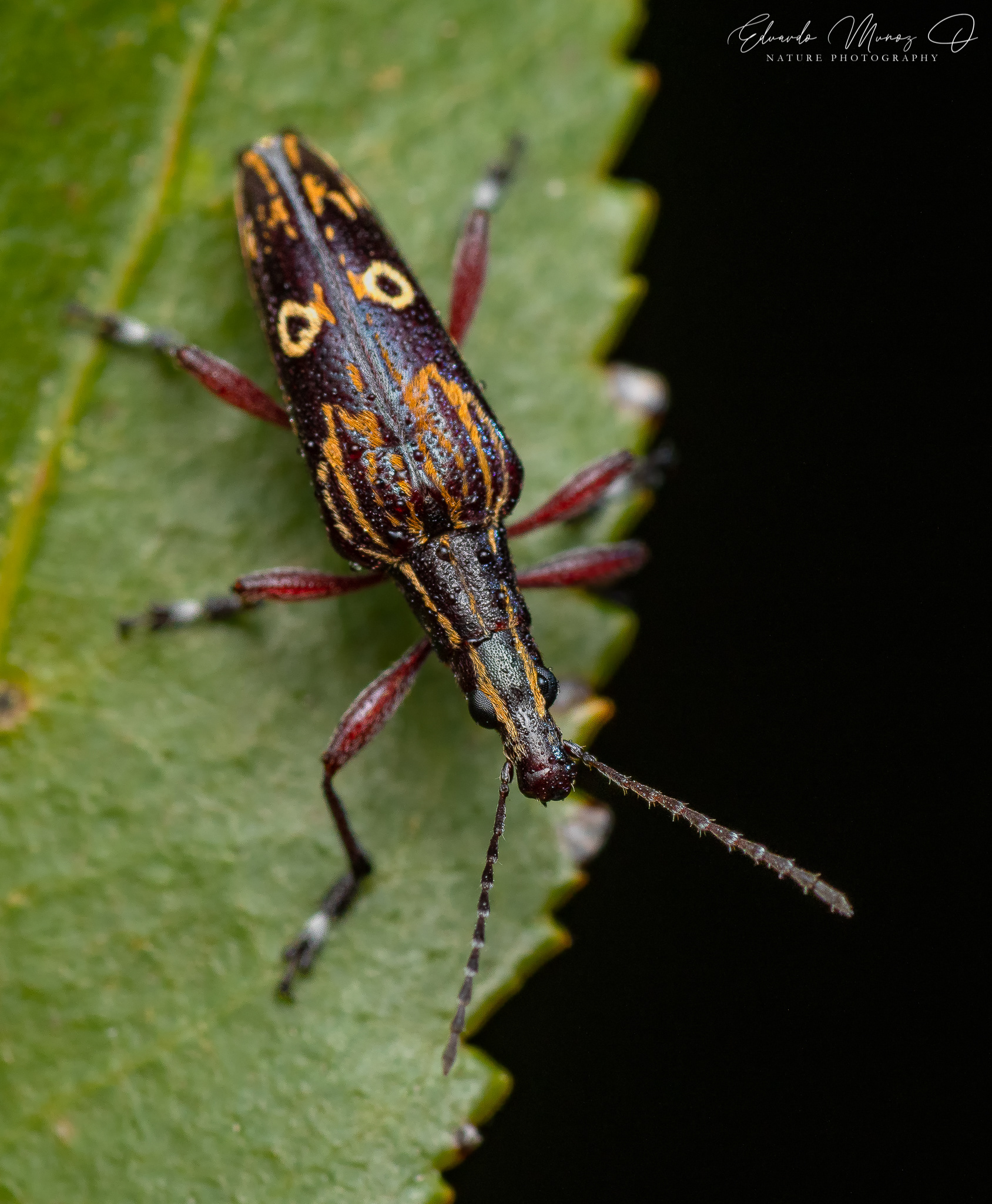Burrito del sur - Dicordylus argus 4