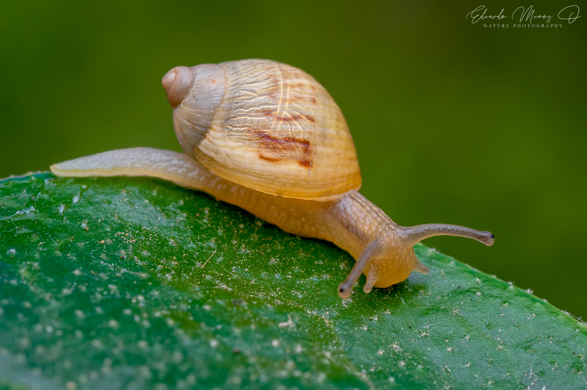 Caracol nativo - Plectostylus sp. 4