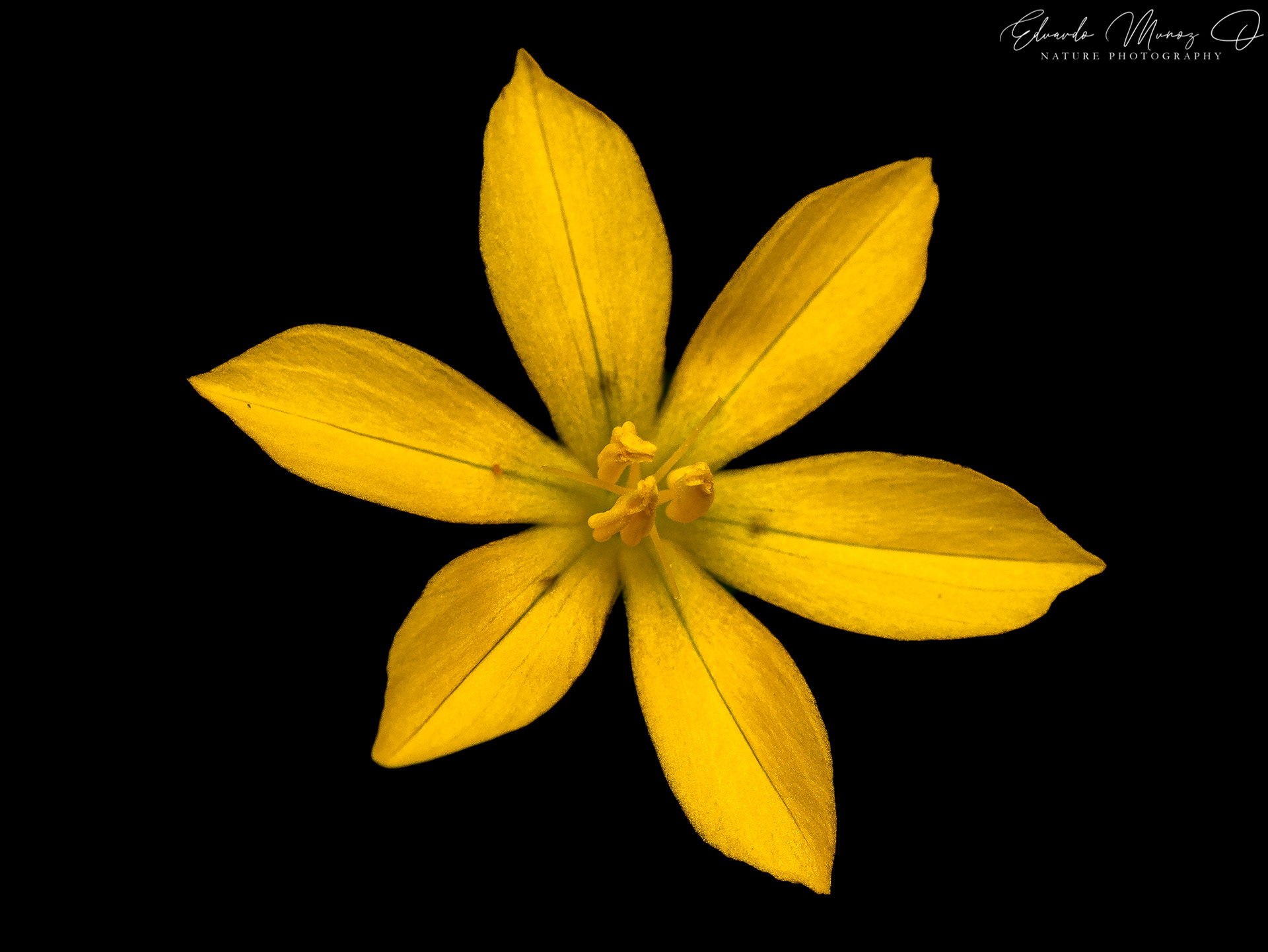 Sisyrinchium arenarium 2