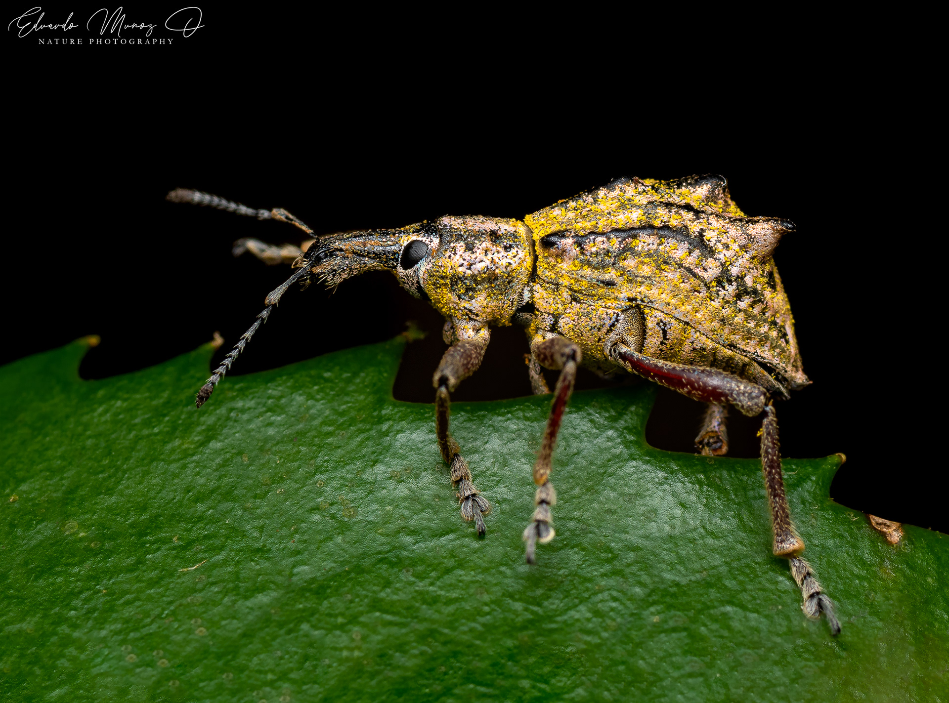 Burrito nativo - Hybreoleptops tuberculifer 4