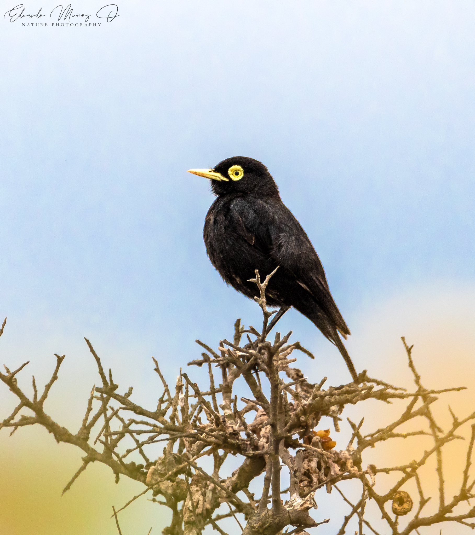 Runrun - Hymenops perspicillatus 1