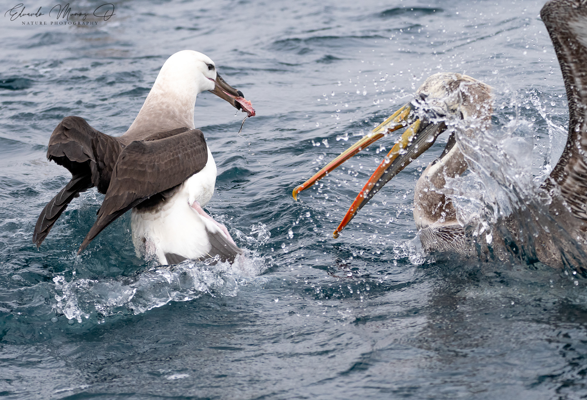 Albatros de ceja negra - Thalassarche melanophrys 4