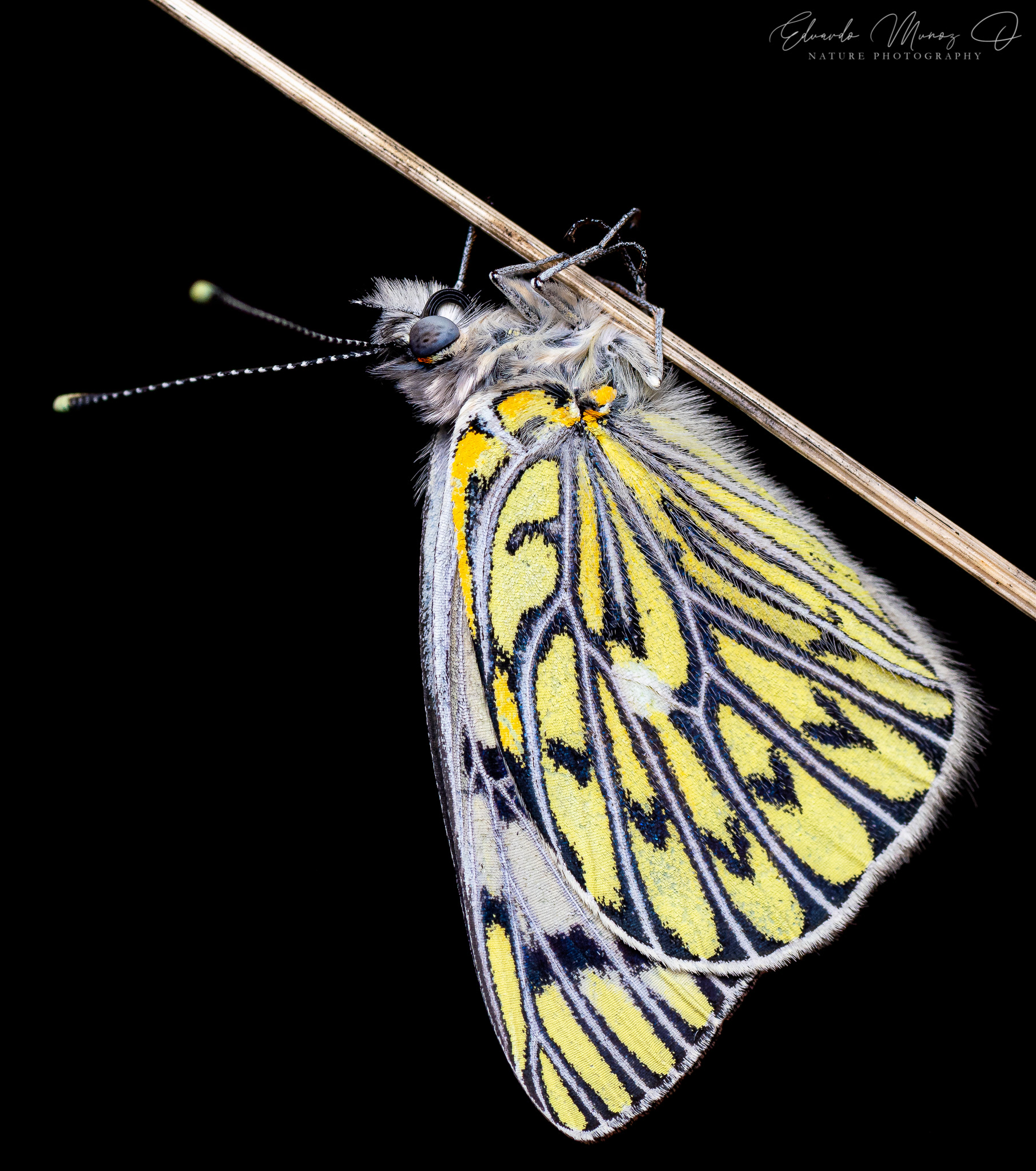 Mariposa blanca - Tatochila autodice ssp. blanchardii 1