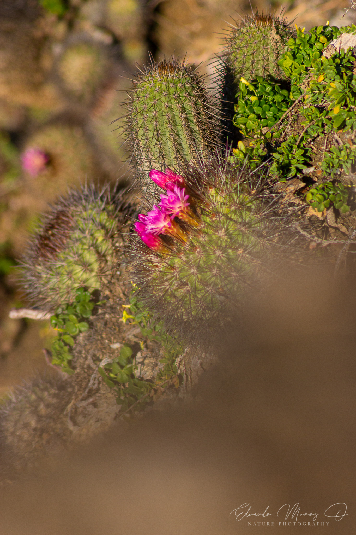 quisiquito rosado
