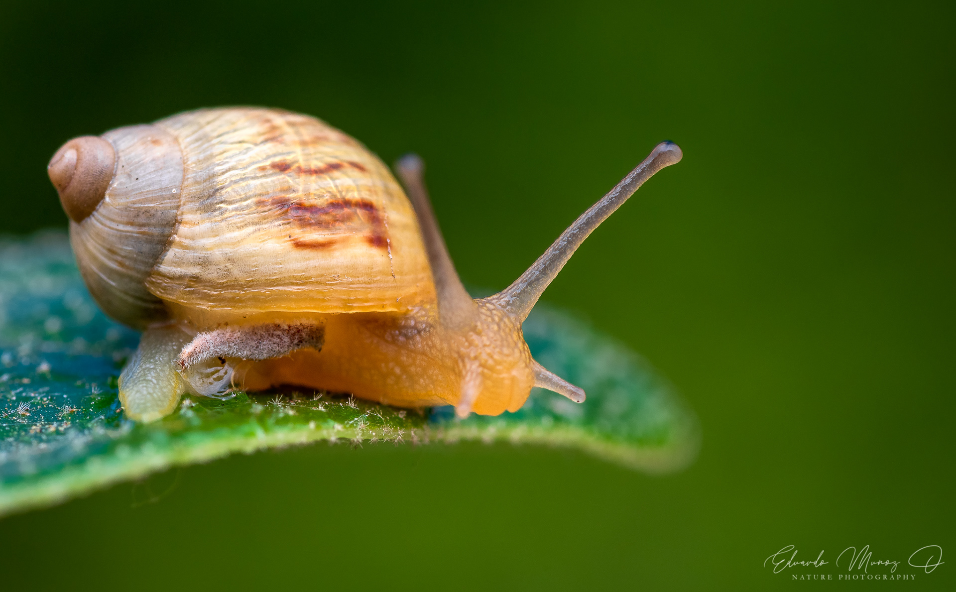 Caracol nativo - Plectostylus sp. 1