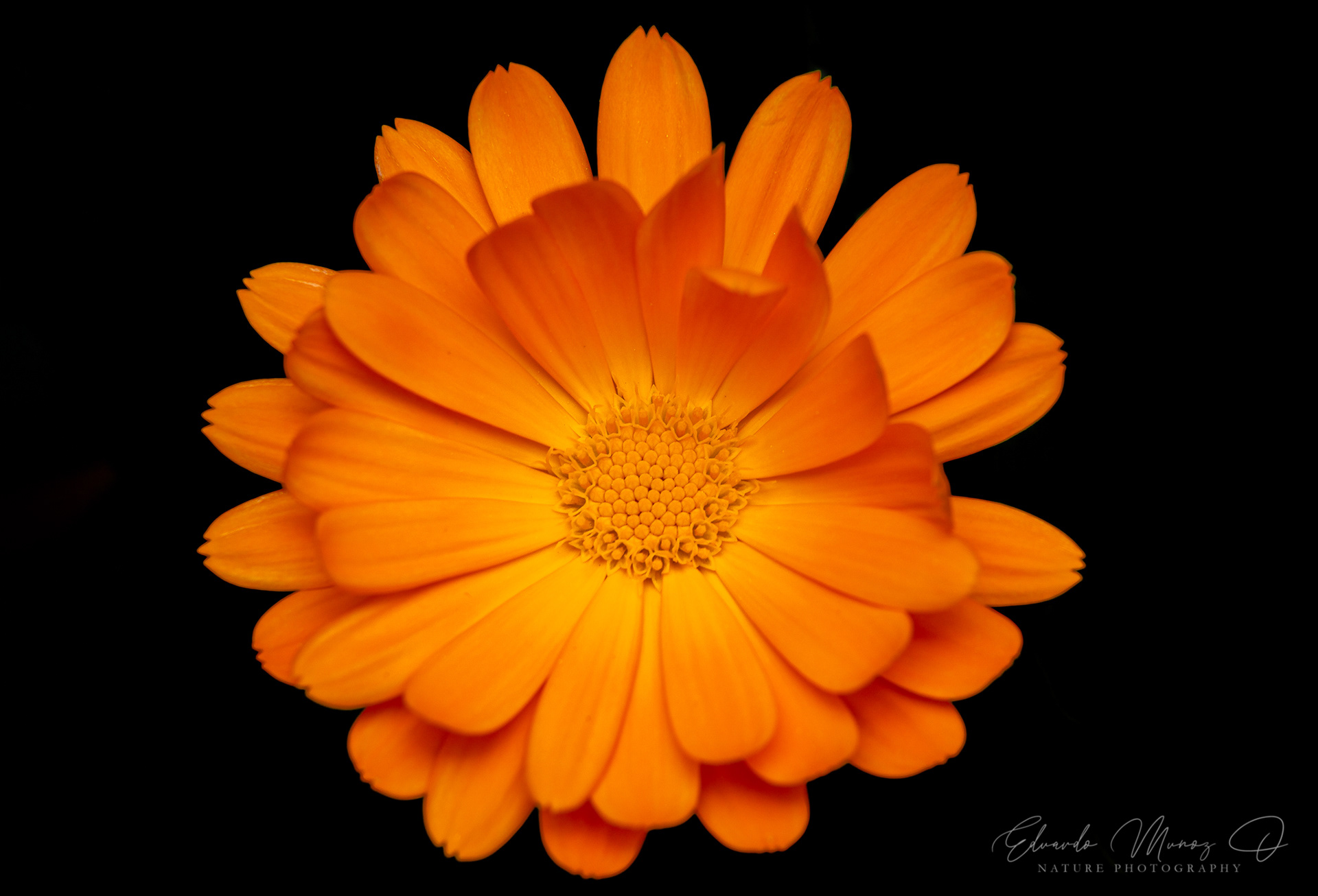 Calendula