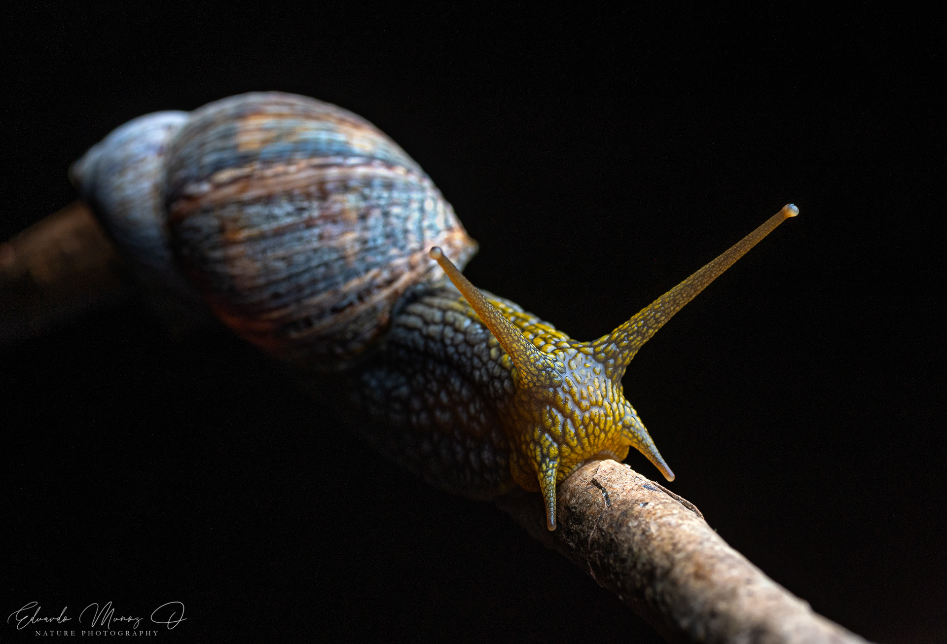 Caracol abuelo - Plectostylus peruvianus 1