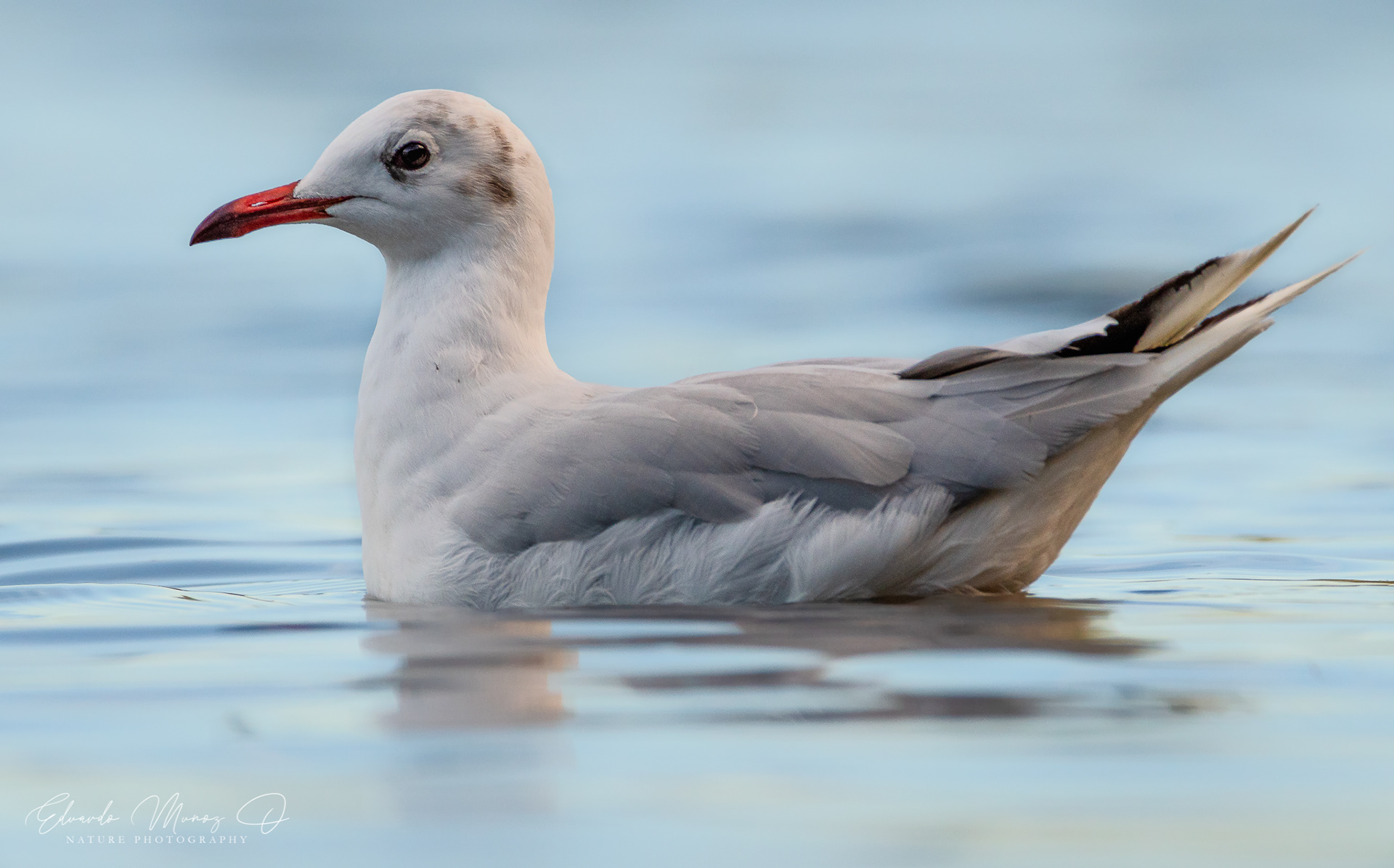 Gaviota cahuil - Chroicocephalus maculipennis 3