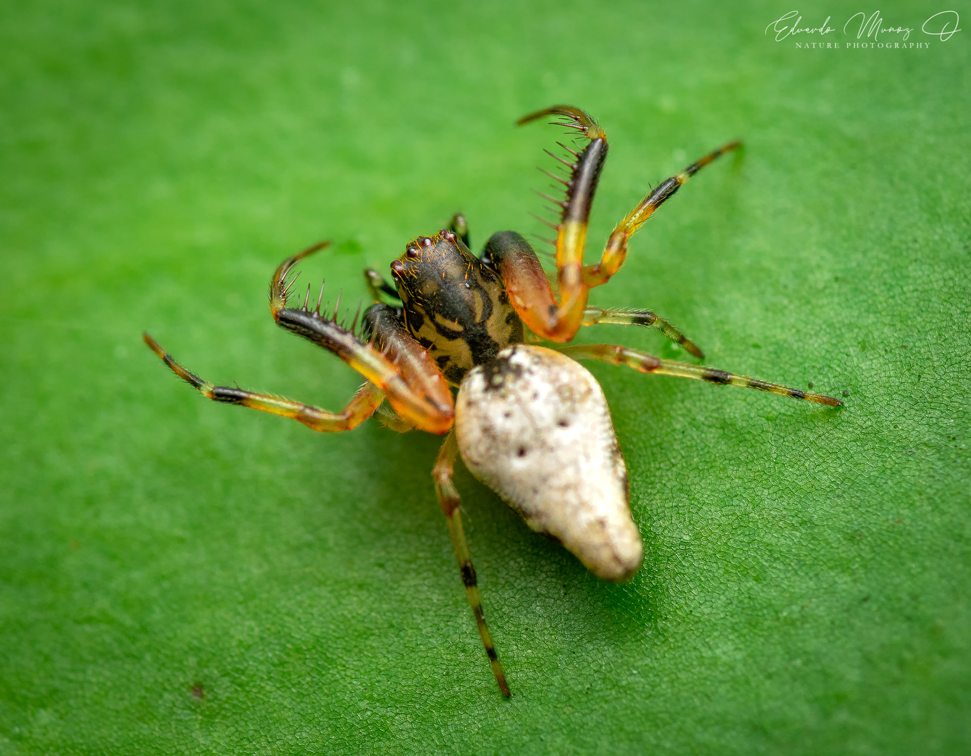 Araña nativa - Oarces reticulatus 5