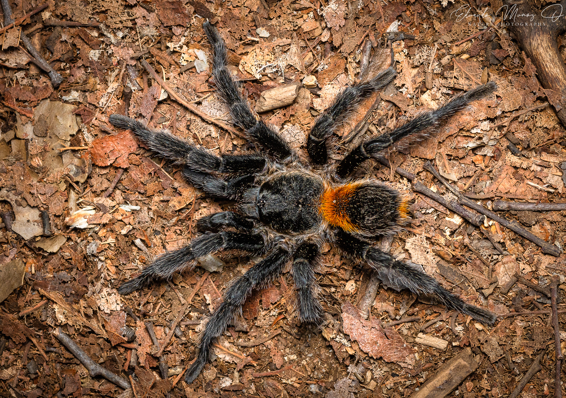 Tarantula - Homoeomma sp. 1