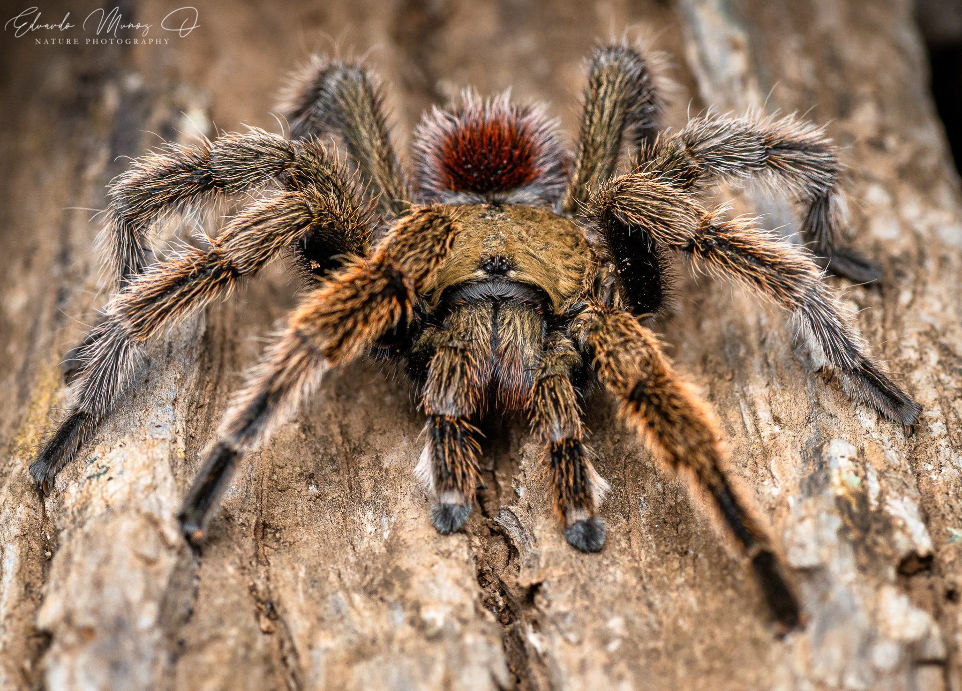 Araña pollito - Euathlus manicata 1